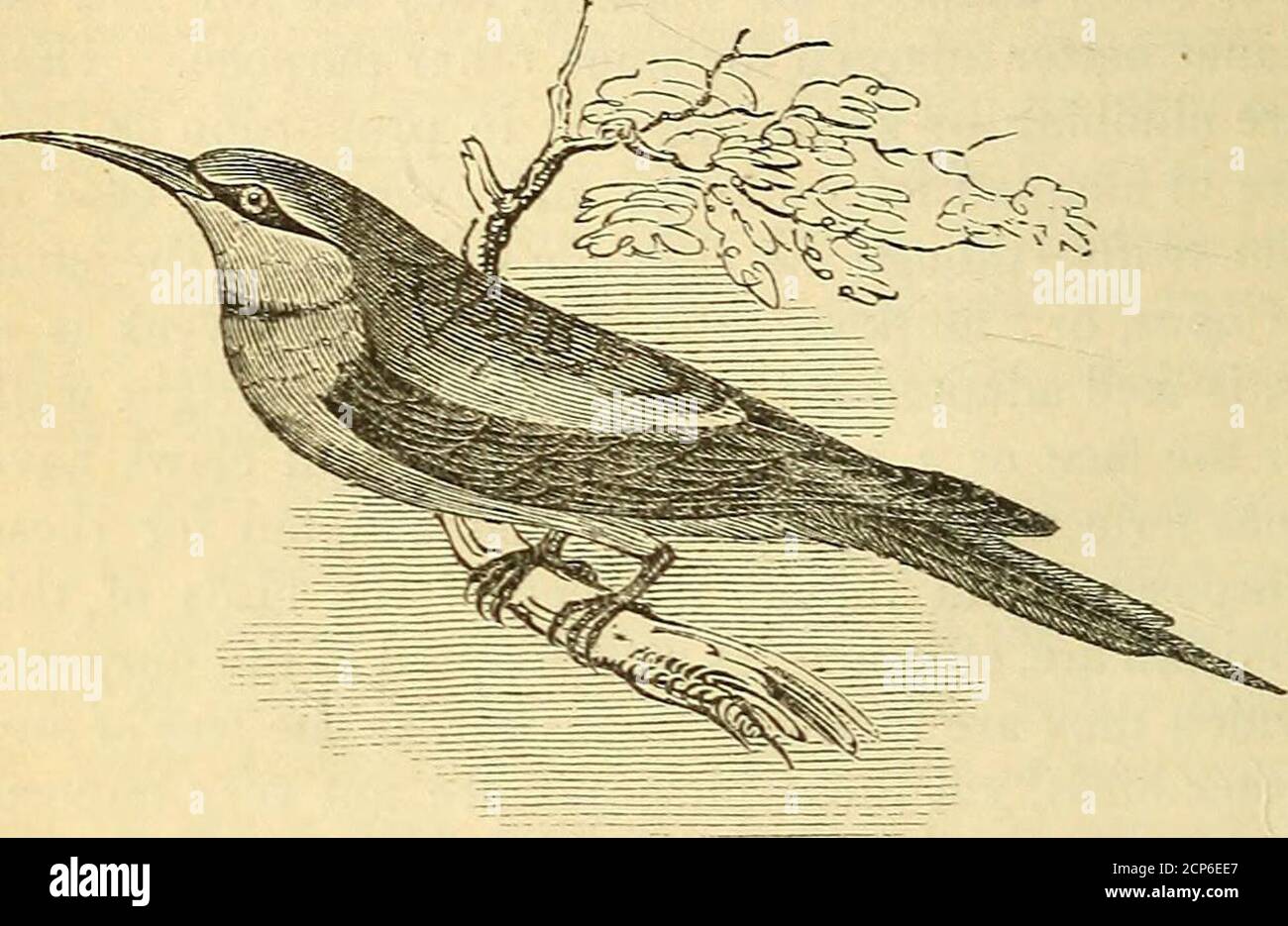 . Die natürliche Geschichte der Vögel. ir Füße adroitly im Graben von thoseholes; und sie können auch nach Büschen oder Bäumen barschen; aber sie ernähren sich im Allgemeinen nach dem Flügel und nimmeruse travel Füße für irgendwelche Zwecke, speichern travel von Diggingand repose. Die Vögel dieser Teilung haben außer der bloßen Form der Füße einige Ähnlichkeiten zu einander; obwohl keiner der Namen, mit denen sie haben, eitherin ganz oder teilweise, als eine Gruppe genannt worden ist, ist veryapplicable. Die, die alcyonidce, nach dem Eisvogel gestylt worden sind, haben weder die Form noch die Gewohnheiten dieser Gattung, da sie zum großen Teil uponsm lebt Stockfoto