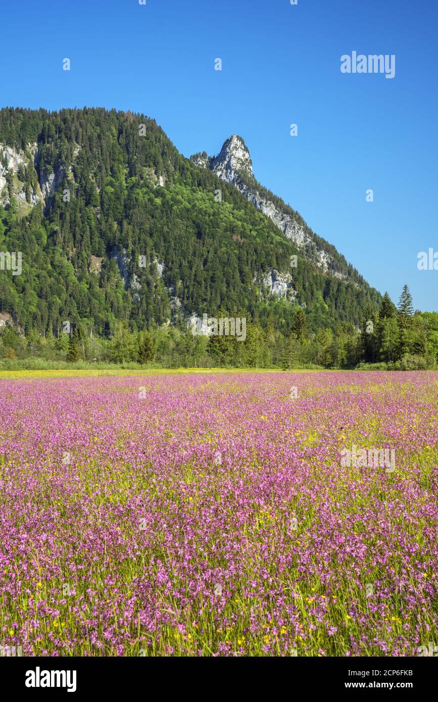 Sommerwiese mit Kuckuckselnationen im Graswangtal, Ettal, Oberammergau, Ammergauer Alpen, Oberbayern, Bayern, Süddeutschland, Deutschland, Stockfoto