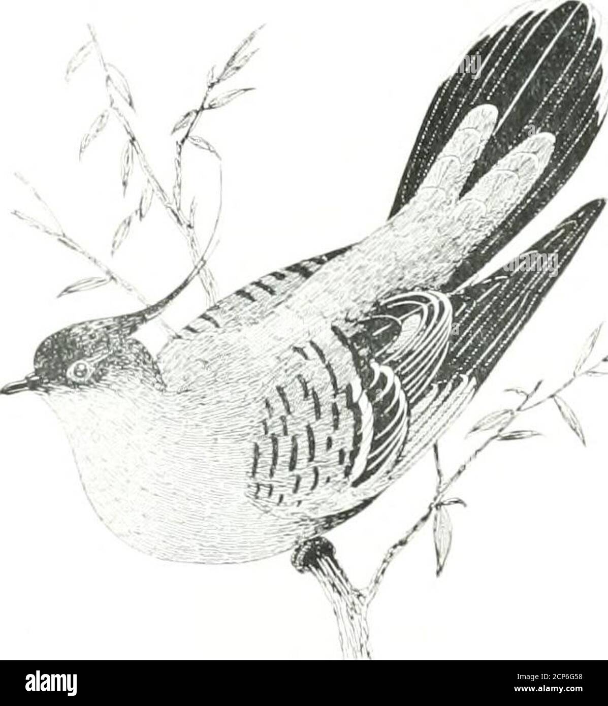 . Nester und Eier von Vögeln fanden Zucht in Australien und Tasmanien . livray informiert mich, dass im Broken Hill District, im Südwesten von New SouthWales, es ist gemeinsam entlang aller Bäche, und wird rücksichtslos von lokalen Topf-Jäger erschossen, wenn überhaupt gesehen. Von Cobborah Station, Cobbora, New South Wales, Herr Thos. P. Austin schickte mir die folgenden Anmerkungen:- Obwohl ich den Crested Bronze-Flügel (Ocypliaps lophotes) hier nie gekannt habe, sind sie sehr reichlich siebzig Meilen westlich. Ich habe sehr große Scharen von ihnen in der Nähe von Narromine gesehen. Wenn sie gespült werden, machen sie ein eigenartiges Pfeifen mit ihren Flügeln, und Stockfoto