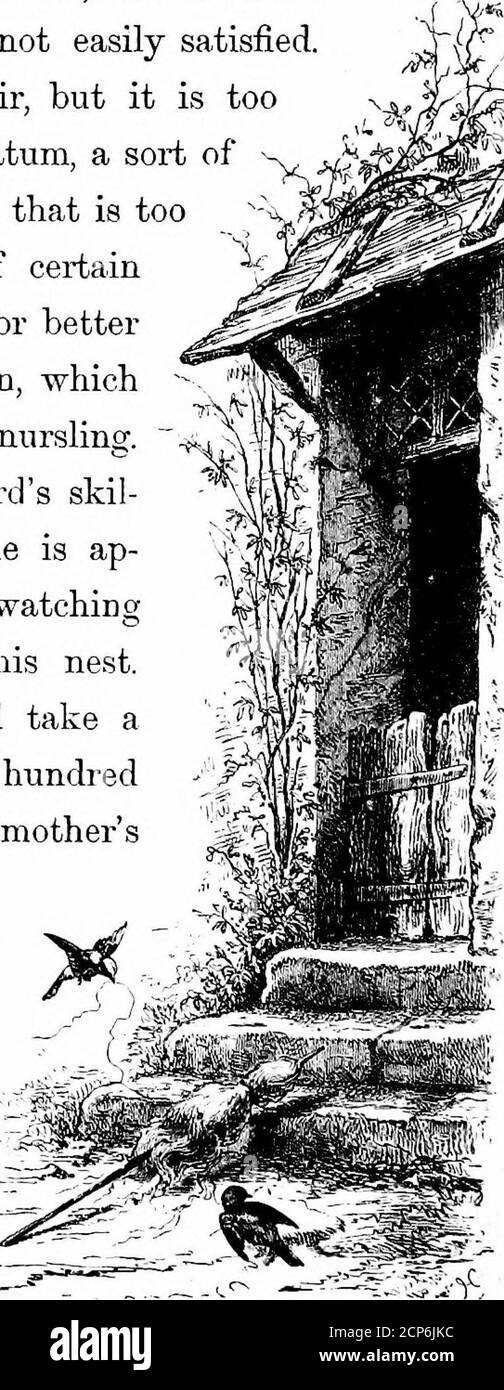 . Der Vogel . y das Bett ; die Muttersprecauftion und Angst sind daher nicht leicht befriedigt.der Mann bringt ihr etwas Pferdehaar, aber es ist toohard ; es dient nur als Unterschicht, eine Art elastische Matratze. Er bringt Hanf, aber das ist toocold; nur die Seide oder seidige Faser von bestimmten Pflanzen, Wolle oder Baumwolle, sind zulässig; Oder betterstiU, ihre eigenen Federn, ihr eigener unten, daser sie weg zupft, und Ablagerungen unter dem nursling.Es ist interessant, die männlichen Vögel skil-ful und furtive Suche nach Materialien zu beobachten; er ist AP-prehensive, damit Sie erlernen sollten, indem er ihn mit Ihren Augen beobachtet, Stockfoto