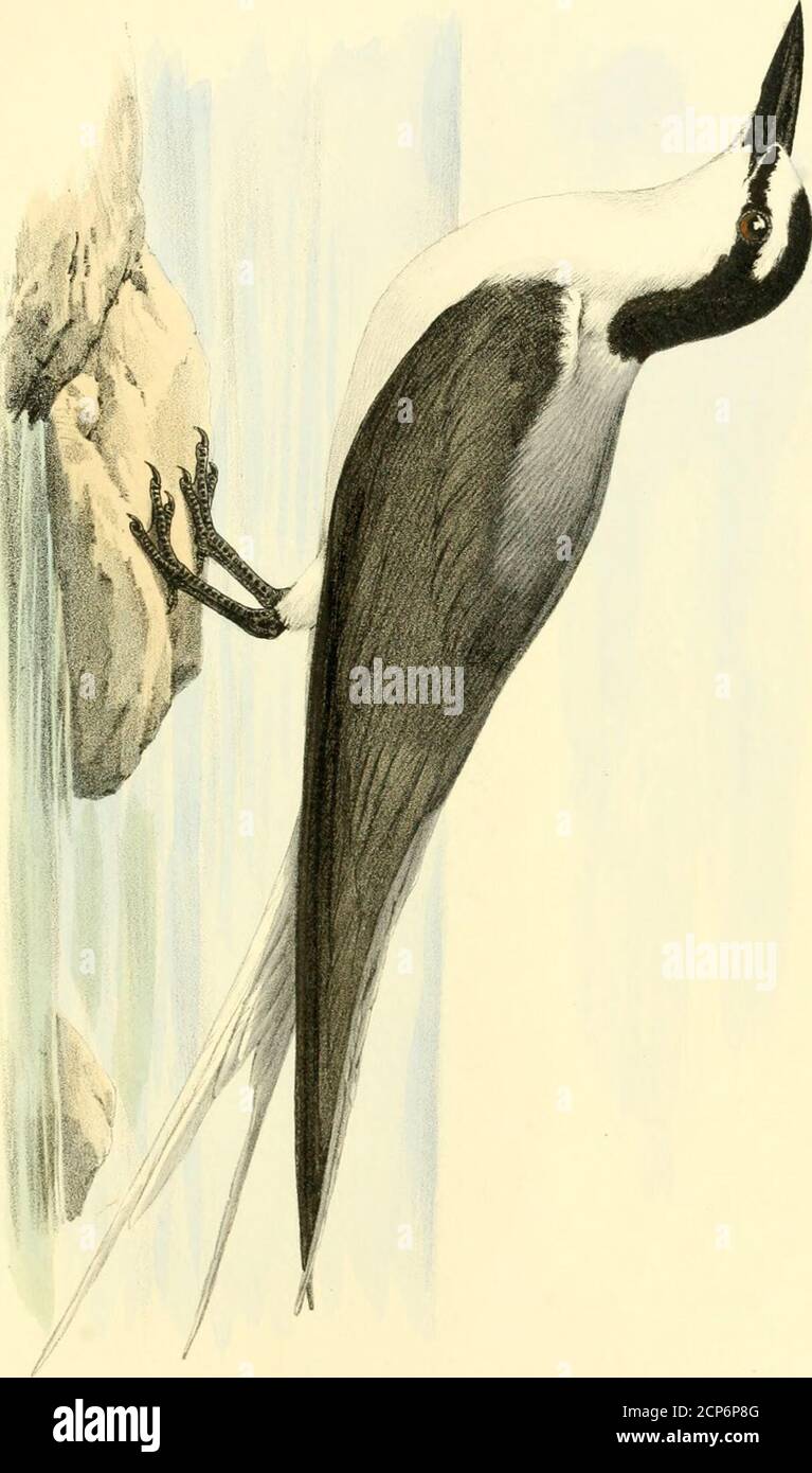 . Vögel der Bahama-Inseln; enthält viele Vögel, die neu auf den Inseln sind, und eine Reihe von unbeschriebenen Wintergefiederen nordamerikanischer Arten. Das Weibchen legt von ein bis zwei Eier, und ich habe nie über diese Zahl gefunden, obwohl es von einigen behauptet wurde, dass drei oft gefunden werden. Abb. Aud. Bds. N. A., Vol. VII. pi. 439. STERXA FULIGINOSA. Cm.Sooty Tern. Erwachsene, Männlich. - Bill, schwarz; Krone und ganzes Obergefieder, schwarz; Stirn, weiß, sich in ein Hörnerpaar ausdehnend, nicht über dem Auge reichend; unter Teilen weiß; äußere Schwanzfedern, weiß, sehr aufzeigend Stockfoto