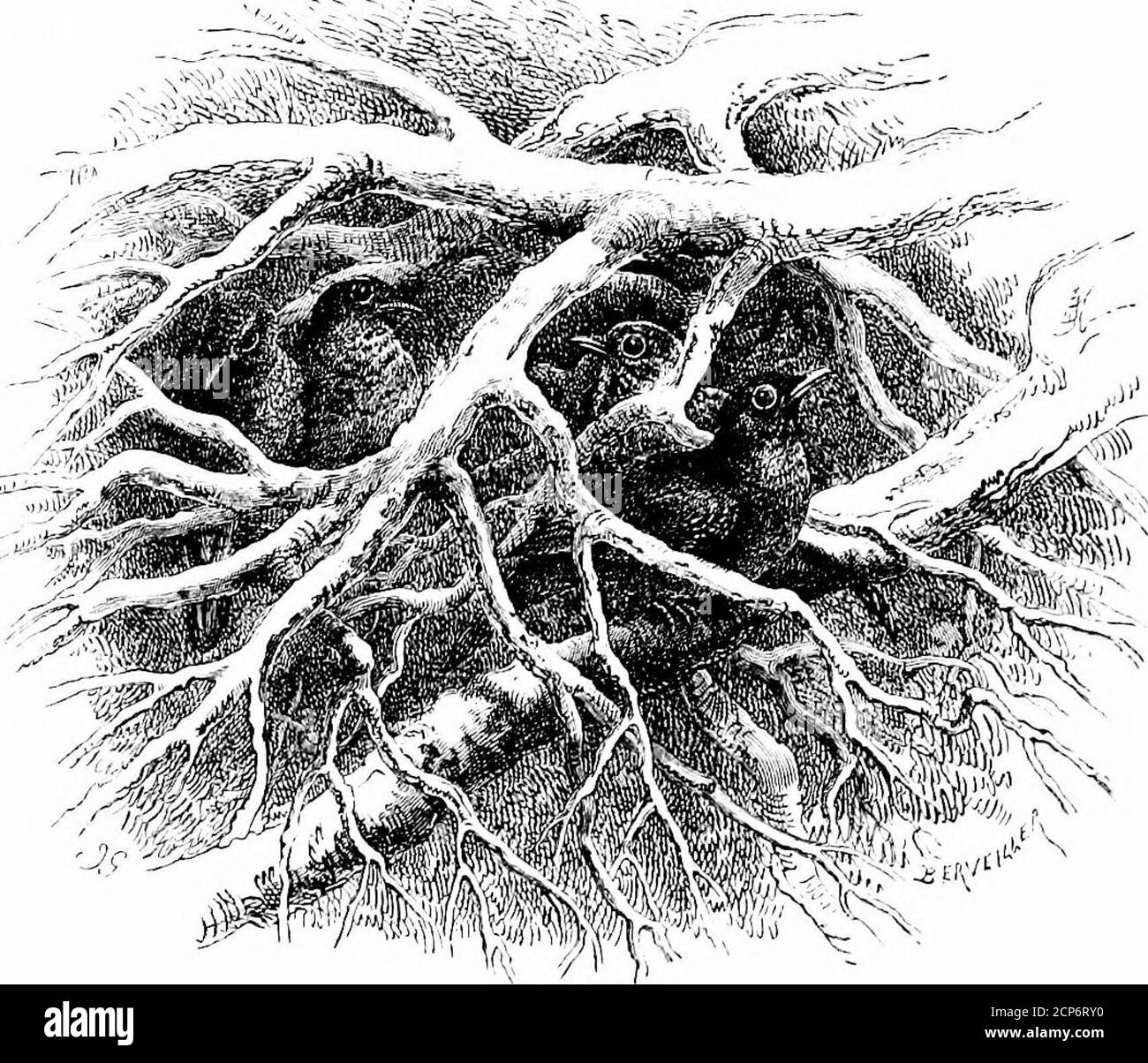 . Der Vogel . e, oder die Vorwarnung der Hungersnot, die die Bewegungen der wandernden Arten entscheidet. Wenn die Vögel, die von Insekten leben, gezwungen sind, abzureisen, könnten diejenigen, die sich von Waldbeeren ernähren, sicher bleiben. Was treibt sie an? Ist es das alte ? Die meisten von ihnen konnten es leicht ertragen. Zu diesen besonderen Gründen müssen wir noch einen weiteren, höheren und allgemeineren Charakter hinzufügen – es ist die Notwendigkeit des Lichts. Auch wenn die Pflanze unwandelbar dem Tag und der Sonne folgt, so wie die Weichtiere (um eine frühere Abbildung zu verwenden) in Richtung aufsteigt und lieber in den helleren Regionen lebt – so auch der Vogel mit seinen sens Stockfoto