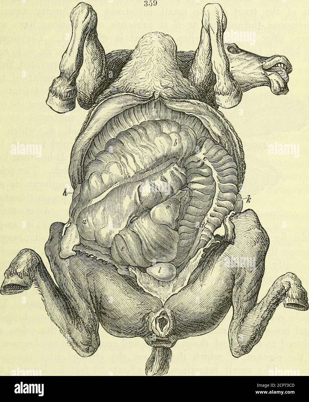 . Auf die Anatomie der Wirbeltiere [elektronische Ressource] . e Sumatran Tapir ist 20 Fuß, aber in der Amerikanenkind nur 10 Meter. Die compa-rative Kurzheit des Darmkanals im amerikanischen Tapir ist ein spezifischer Unterschied, der nicht explica-IT3^ ble auf einem beobachteten oder bekannten Magen des Pferdes, exxn. Unterschied der Nahrung oder der Gewohnheiten. TN alle Equidce der Magen ist einfach, unterscheidet sich von diesem Inman durch den pyloric Teil, Abb. 358, d, da weniger zusammengezogen und 1 die seziert Arten waren die gemeinsame (Tapirus Amtricanus, G-melin), clii.p. 161 und den Tapirus Sumatranus. LEBENSMITTELKANAL VON PERISSODACTYLA Stockfoto