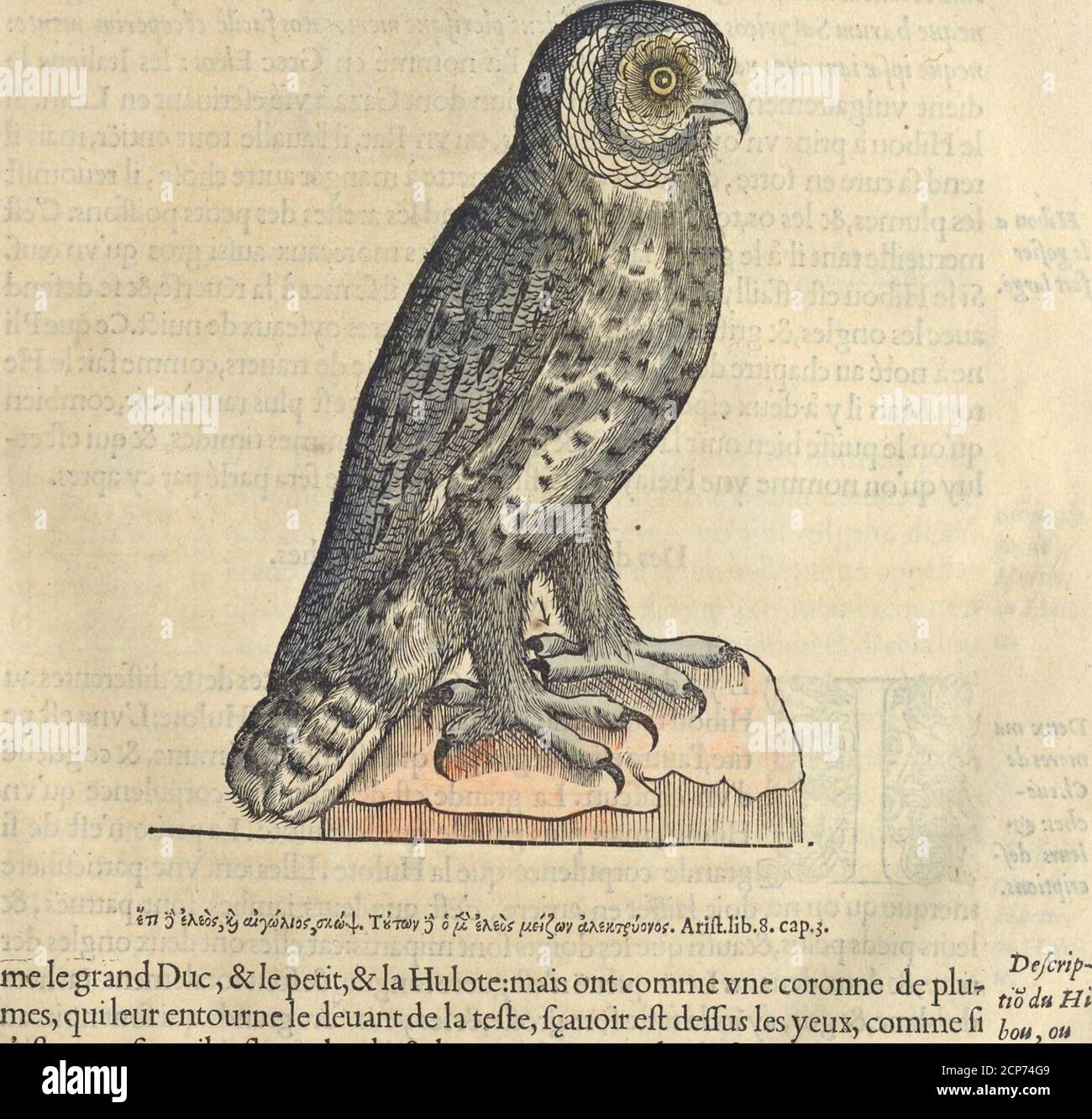 . L'histoire de la natvre des oyseavx : avec levrs descriptions, & naïfs portraicts retirez du natvrel, escrite en sept livres . ceftoyent fourcils efleeuez hault, & leur prennent par les collenz de la tefte, & par chahu yeyeez colly, comme Fi ceftoit vn à les Jux Leasmoult profonds,gros, & noirs.Tout le deuât,& le deflbus du ventre eft blâc mer- 140 LIVRE II. DE LA NATVRE gieduChahuat, que de quelque peu de taches noires : & le bec Blanc, & les ongles croches. Sesïambes font blanches,couertes de plumes : Mais les pieds font feulement pelus.Aufsi à le dos plomb Stockfoto