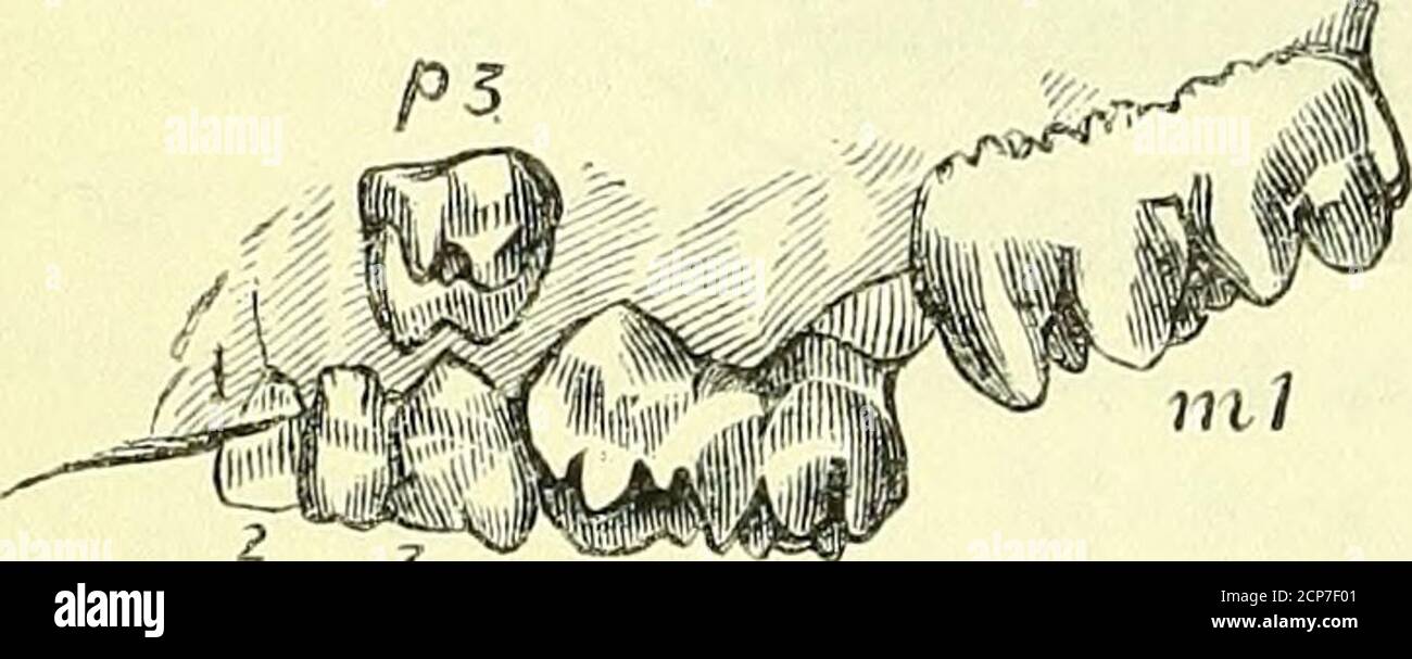 . Zur Anatomie von Wirbeltieren [elektronische Ressource] . , n n , entdeckte m die ioetus oder junge ot die vorhandenen Elefanten. Im gigantischen Di?iotlieriumf wurden die oberen Einzähne unterdrückt, und die unteren Schneidezähne wurden zu riesigen Stoßzähnen entwickelt, die sich von der Symphyse des massiven Kiefers nach unten geschwungen haben. Die wichtigsten Änderungen der Beutelgebiss wurden bereits beschrieben und illustriert. Die beobachteten Phänomene der Entwicklung und Veränderung der Zähne führten zur Verallgemeinerung, dass sich das Beuteltier von den plazentären Diphyodontsäugern dadurch Unterschied, dass es vier wahre Molaren hatte, d. h. m •£:-£• i Stockfoto