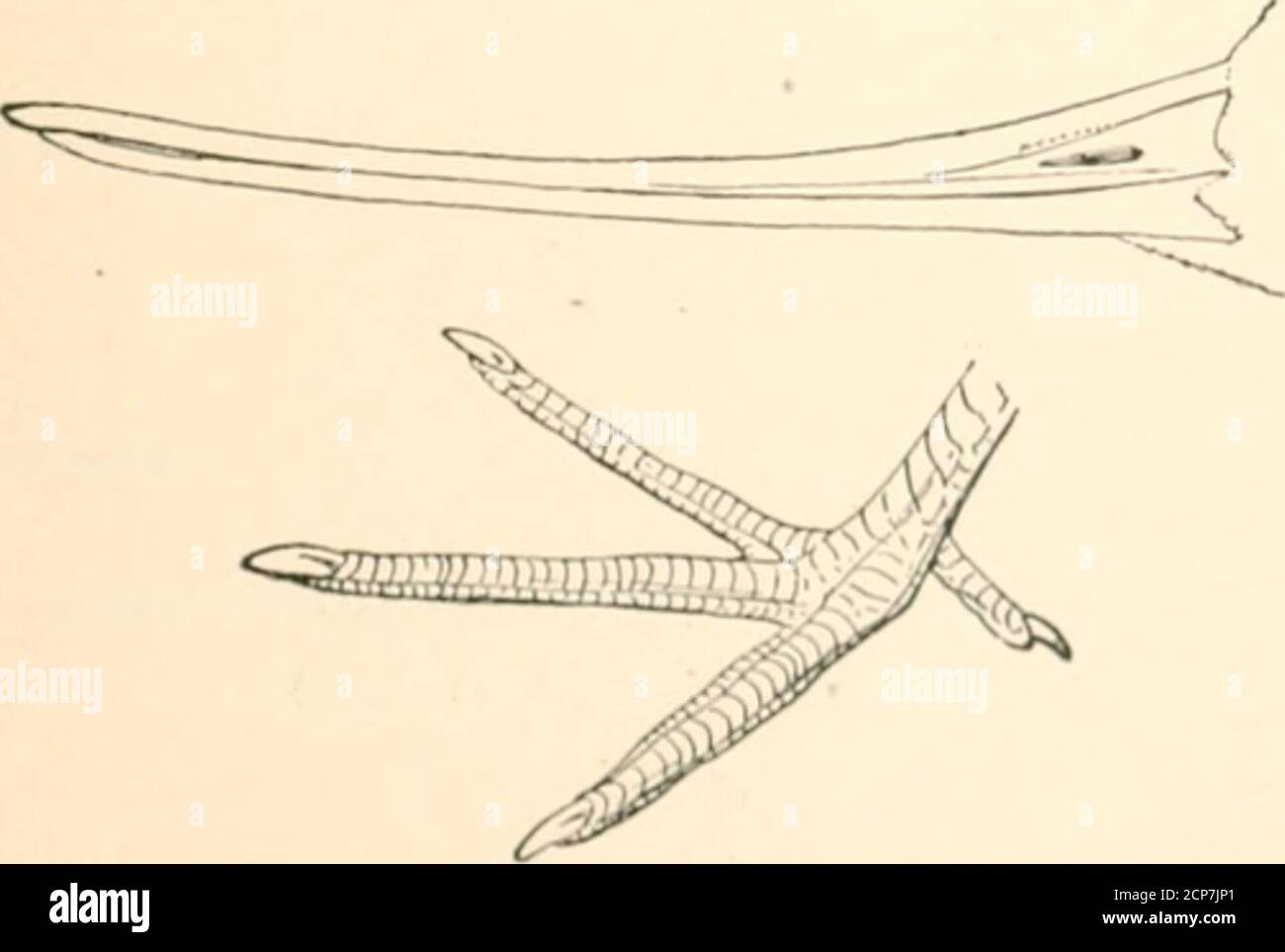 . Die Vögel des östlichen Nordamerika bekannt, östlich des neunzehnten Meridian auftreten .. . Erste IH-imary. Iliitlsonian (jurlew. Axillare Abschnitt 2. Zehen, vier; Schnabel, nach oben gebogen, oder fast gerade.. Axillars, rufous ;» iriiii:iri&lt;  , nitons, liottt-ll Willi lll.KU. Liiiiiisii fiiliiii. Riarbleil (iodwit..Set- Nr. 20.1. I.lniiisa Iccliia. K! IMiit, siehe Pak« »• 124 SCHLÜSSEL ZU DEN VÖGELN DES ÖSTLICHEN NORDENS AMEllICA. FAMILIE CHARADRIID^. Plover. Zehen, drei, keine Hinterzehe. Die Plovers sind eine kosmopolitische Familie, zahlint^ etwas weniger als ein HundertArten, fünfzehn von denen in Nortli Americ auftreten Stockfoto