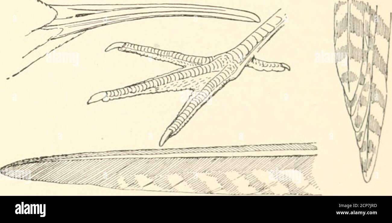 . Die Vögel des östlichen Nordamerika bekannt, östlich des neunzehnten Meridian auftreten .. . Axillare, rötlich braun mit schmalem schwarzen Mergelmergel; ImIIv. IMtl: Bill, normalerweise über vier Zoll. Nnvuoiins /ongirostri.s. Lang = Biled Curlew. Sichel^Bill Curlew Siehe Nr. 217. Axillare, gebändert mit braunem und duu whitej; Bauch, weißlich: Bill. UiKhr tourinches. Jack Curlew. Hudsonian Curlew. Sek. Nr. 2IS.. Erste IH-imary. Iliitlsonian (jurlew. Axillare Abschnitt 2. Zehen, vier; Schnabel, nach oben gebogen, oder fast gerade. Stockfoto