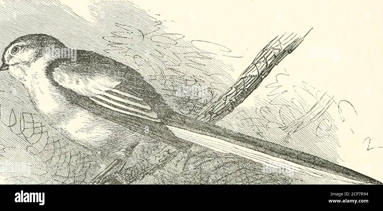 . Geschichten über Vögel von Land und Wasser . die Stämme von Bäumen in der Copse, oder durch die Bremsen und Büsche. Es hat mehrere Noten, und einige von ihnen erinnern an die Amsel, nur dass sie mehr eilig gesungen werden. Er lebt in Dickhecken und macht ein Nest wie das seines Verwandten, nur setzt er ein wenig Moos nach außen. Es hat auch die gleiche Liebe zur Frucht, und kommt in die Gärten, wenn die Erdbeeren und die Johannisbeeren reif sind. Aber obwohl es nicht irgendwie der Frucht widerstehen kann, ist es noch ein willkommener Besucher; denn es ist das einzige der Familie, die auf der lästigen Raupe ernährt, die lebt Stockfoto