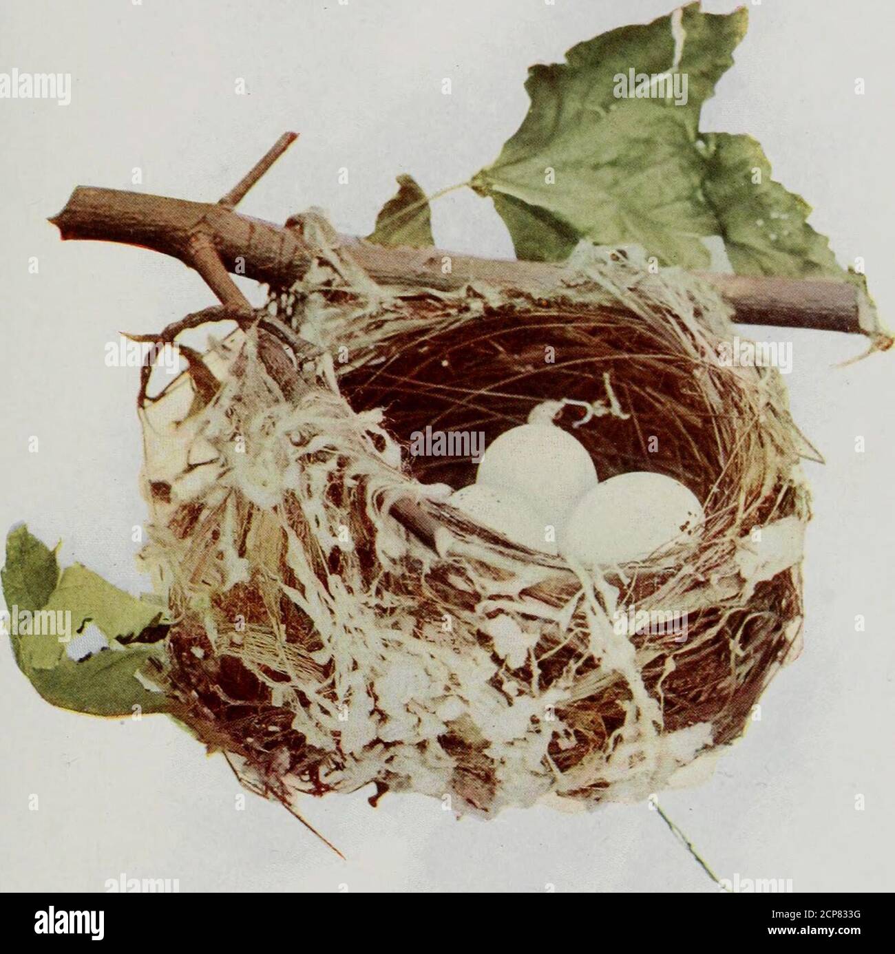 www.flickr.com/photos/internetarchivebookimages/tags/book... . 122 ROTAUGEN VIREO.% 10 lebensgroß. COPYRIGHT 1900, Br A. w MUMfOHO CHICAGO. 645 NEST DES ROT-EVED VIREO.(Vireo olivaceus).über Lebensgröße. COPYRIGHT INSEKTENFRESSER VOGEL 871 Einwohner tropischer und subtropischer Regionen. Die vorgelaufenen Farben dieser Vögel sind verschiedene Schattierungen von hellgrün und grau, die bewundernswert mit ihrer Umgebung harmonieren. Wie viele Leute habe ich begegnet, die mich fragen, toname den Vogel, der den ganzen Tag lang im Schatten Bäume über unseren Rasen singt. Erhaschen Sie einen Blick auf den rotäugigen Songster und Sie werden su sein Stockfoto