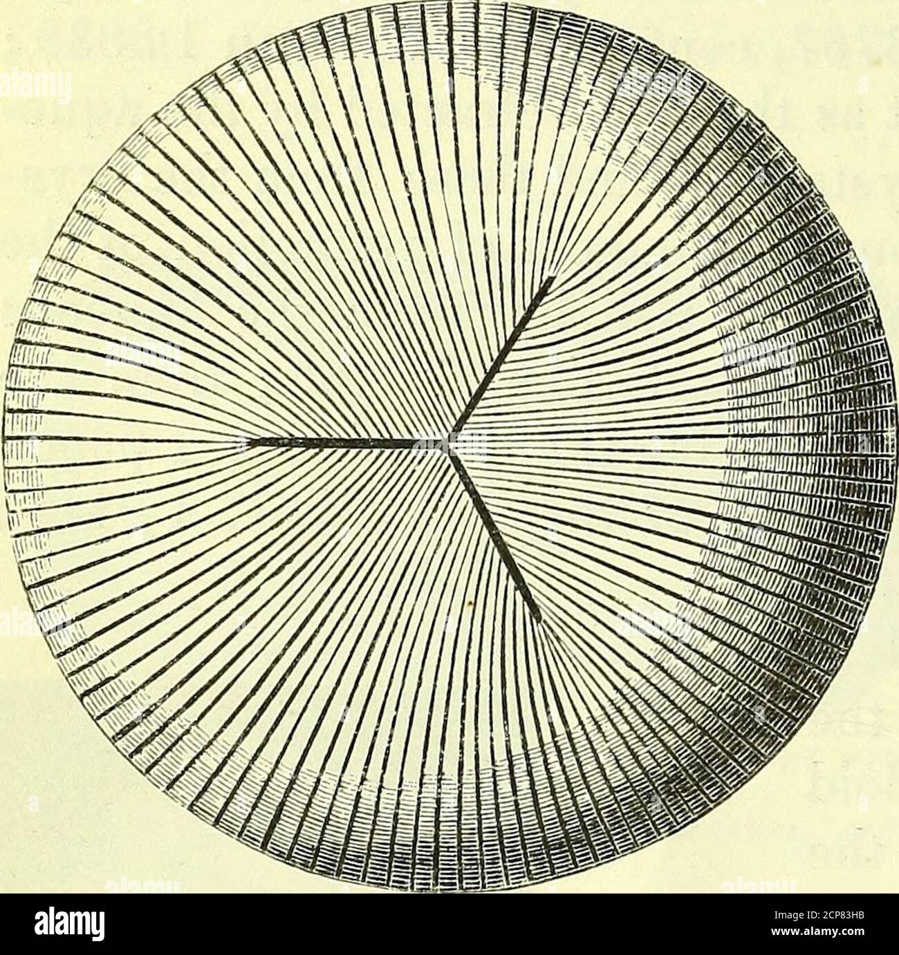 . Über die Anatomie der Wirbeltiere [elektronische Ressource] . edby ein Zweig des Sechszerebralen Nervus. In Cetacea ist es in vier kurze Mus-cles geteilt, die den längeren recti parallel sind, aber von größerer Breite und fast ununterbrochen: Sie werden in die sklerotische hinter der Querachse des Augenballs eingeführt. Die schmaleren und longerrecti Muskeln dehnen sich aus und werden anterior zu dieser Achse eingeführt. Dasobere schräge Aufkommen, bei ihnen, über dem Foramen opticum,hat den Verlauf seiner Fasern, wie üblich, durch eine Riemenscheibe am oberen und vorderen Teil der Umlaufbahn verändert, aber durch das Durchschreiten der Unterstellung, die ser Stockfoto