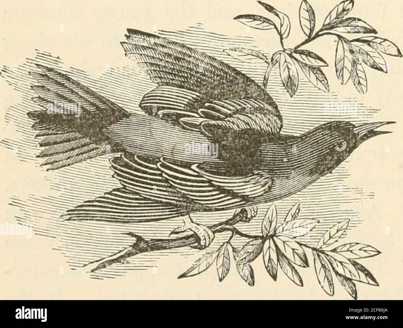 . Die Vögel von Neu-England und angrenzenden Staaten: Mit Beschreibungen der Vögel von Neu-England, und angrenzenden Staaten und Provinzen, angeordnet durch eine lange genehmigte Klassifizierung und Nomenklatur ... mit Abbildungen von vielen Arten der Vögel, genaue Zahlen ihrer Nester und Eier. Oberschwanzdecken, Und Lesserwing coverts, mit Terminal-Teil der Schwanz featurliers (außer zwei innerste), orange-rot; Ränder der Flügel-Federbeine, mit einem Band über die Spitzen der größeren Deckeln, weiß. Das Weibchen ist viel weniger brillant in der Farbe; das Schwarz des Kopfes und des Rückens Gen-Rallye durch bräunlich ersetzt Stockfoto