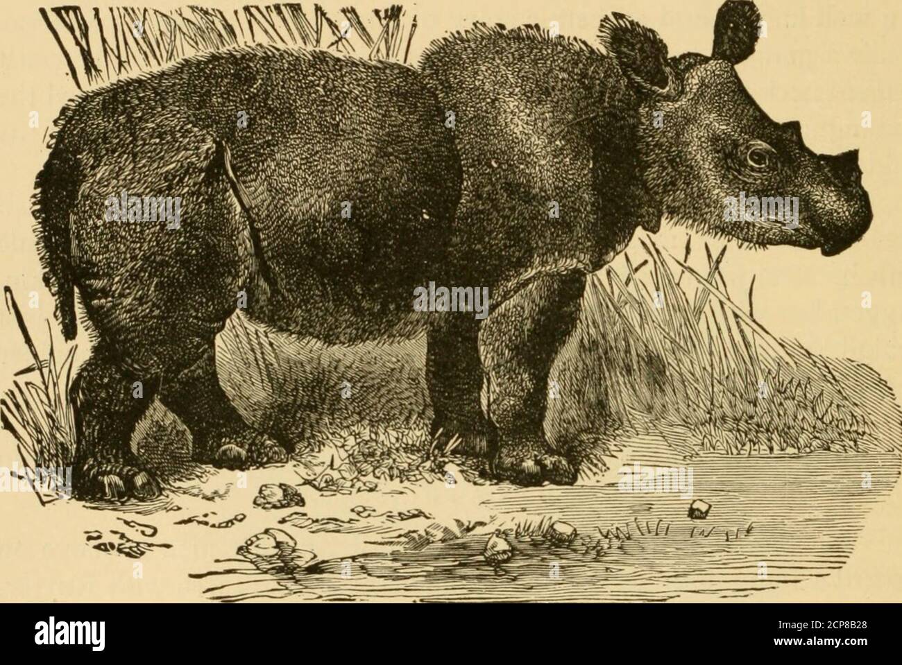 . Roosevelts Afrikareise; die Geschichte seines Lebens, die Reise von New York nach Mombasa, Und die Route durch das Herz von Afrika, einschließlich der großen Spiel und andere wilde Tiere, seltsame Völker und Länder im Laufe seiner Reisen gefunden. ge Herden des spielauf jeder Seite, beobachtete ich eine knusprig aussehende, alte Stier Borele, Oder Schwarznashorn, die seine Ohren hundert Meter im Voraus. Er hatte uns nicht beobachtet, und bald darauf ging er langsam auf uns zu, und stoodbroadside zu, essen einige Wait-a-bit Dornen innerhalb fünfzig Yards von mir.T feuerte aus meinem Sattel, und schickte eine Kugel hinter seinem sollte Stockfoto