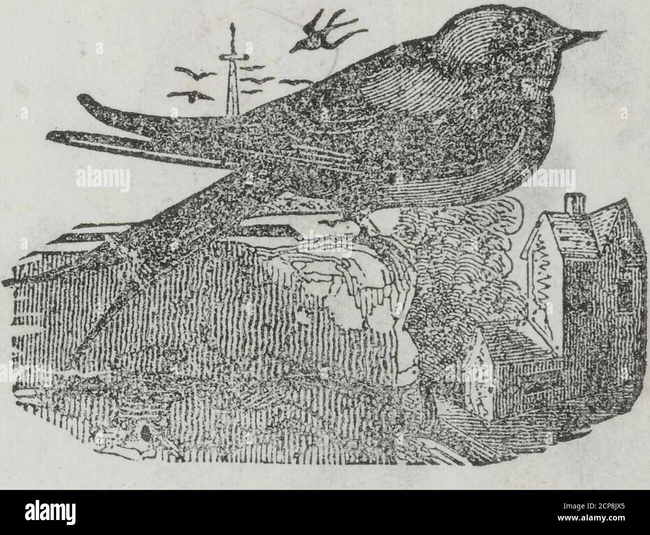 . Buch über Vögel . Die Schwalbe ist ein feiner Vogel, der uns im Mai besucht und in Scheunen oder Schornsteinen nistet.Ihre Form ermöglicht es ihnen, sich in allen Direktionen sehr schnell zu benommen, und sie setzen ihren Flug für eine lange Zeit fort,McGillLibrary-PN970 M477 B66 1850-1282 Stockfoto