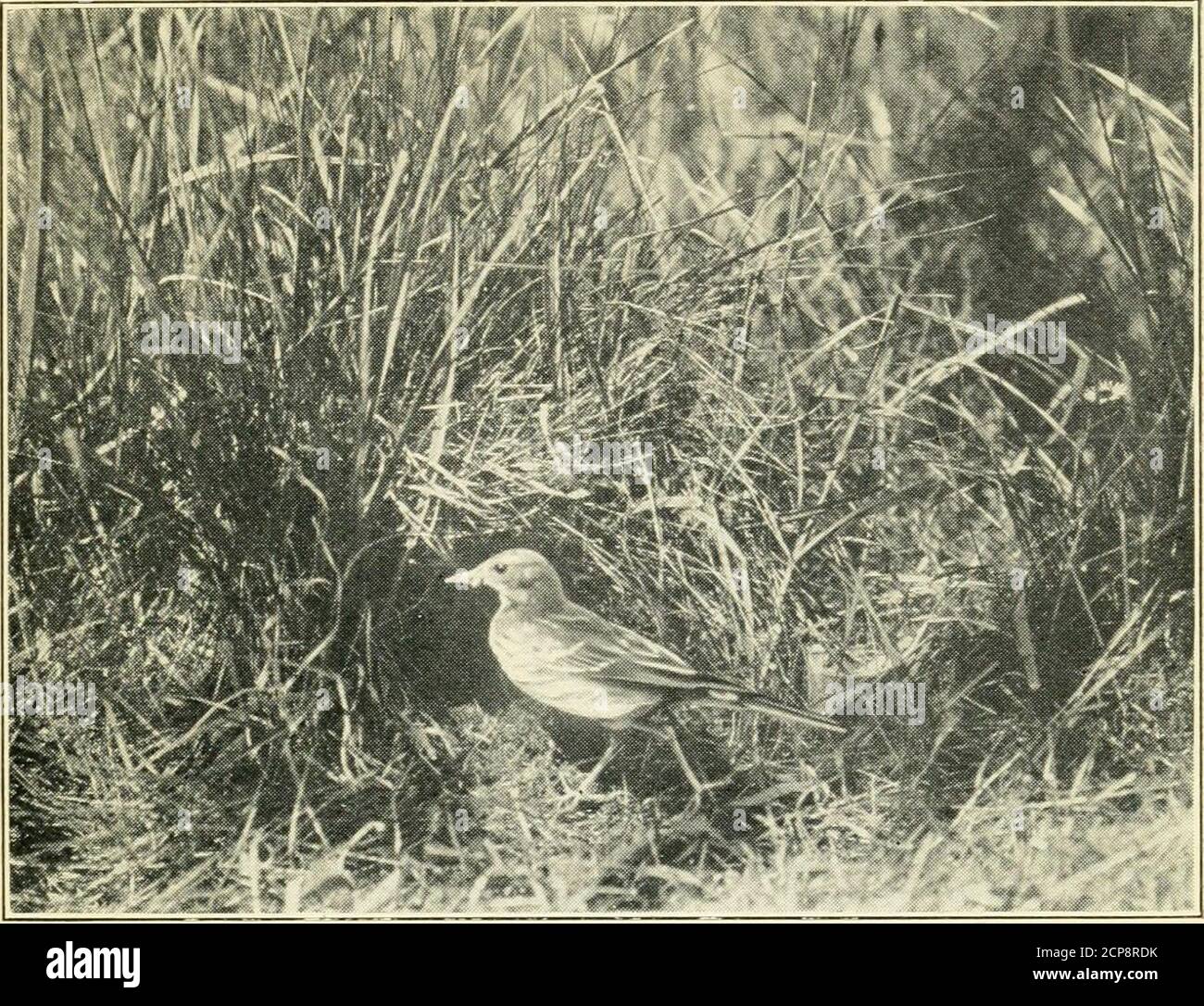 . Unsere Zugvögel und wie man sie kennt . mit weißen Bändern auffällig im Flug.Schwanz schwarz, mit weiß um die Mitte gebändern. Billblack, fleischfarben an der Basis; lang und schräg. Beine dunkelbraun. Länge 9I Zoll Femalesleicht kleiner; Wappen und Schnabel auch kleiner. Jung, muller. Sprache. – EIN niedriger Reifen-Reifen oder BU-BU, wiederholt zwei oder drei Mal. Gewohnheiten. – Es läuft über sehr aktiv, Bobbing itscrested Kopf. Flug hügelig, und nicht lange aufrecht erhalten.Selten Barches, terrestial in Gewohnheiten. Zähmen und vertrauen. Ich mag es, sich selbst zu stauben. Nahrung. – Insekten und ihre Larven, Würmer, Spinnen, Stockfoto