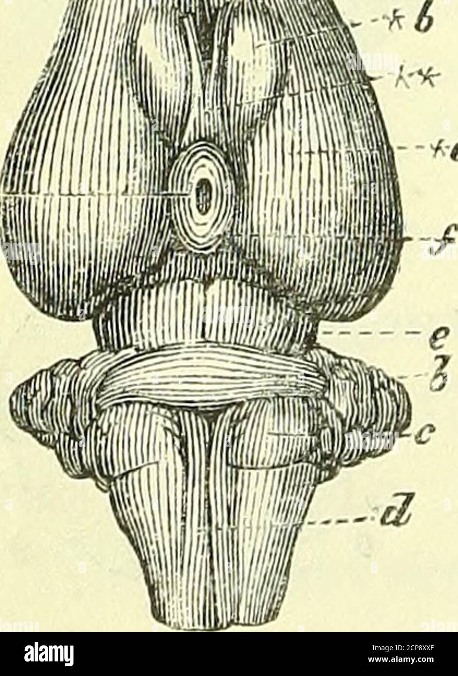 . Über die Anatomie der Wirbeltiere [elektronische Ressource] . NT des Makromyelons in der Echidna, und geben dem pons eine dreieckige Form. Im Opossum die pons, Abb. 53, b, ist fast auf die Proportionen von denen in der Ornithorhynchus reduziert; die prepyramidai, tl, und olivary Tracts aresimilar, und die letzteren sind durch als gut markiert eine trapezförmige Anordnung von transversalen Fasern, c. Die Prepyramidai-Trakte kommen in größerer Entfernung von den pons, den innigsten Säugetieren, zur sur-Fläche als im Menschen, und ähneln mehr den postpyramidenförmigen Trakten; dieser Charakter wird im Pferd, Fig. 54, Delphin, Fig. Stockfoto