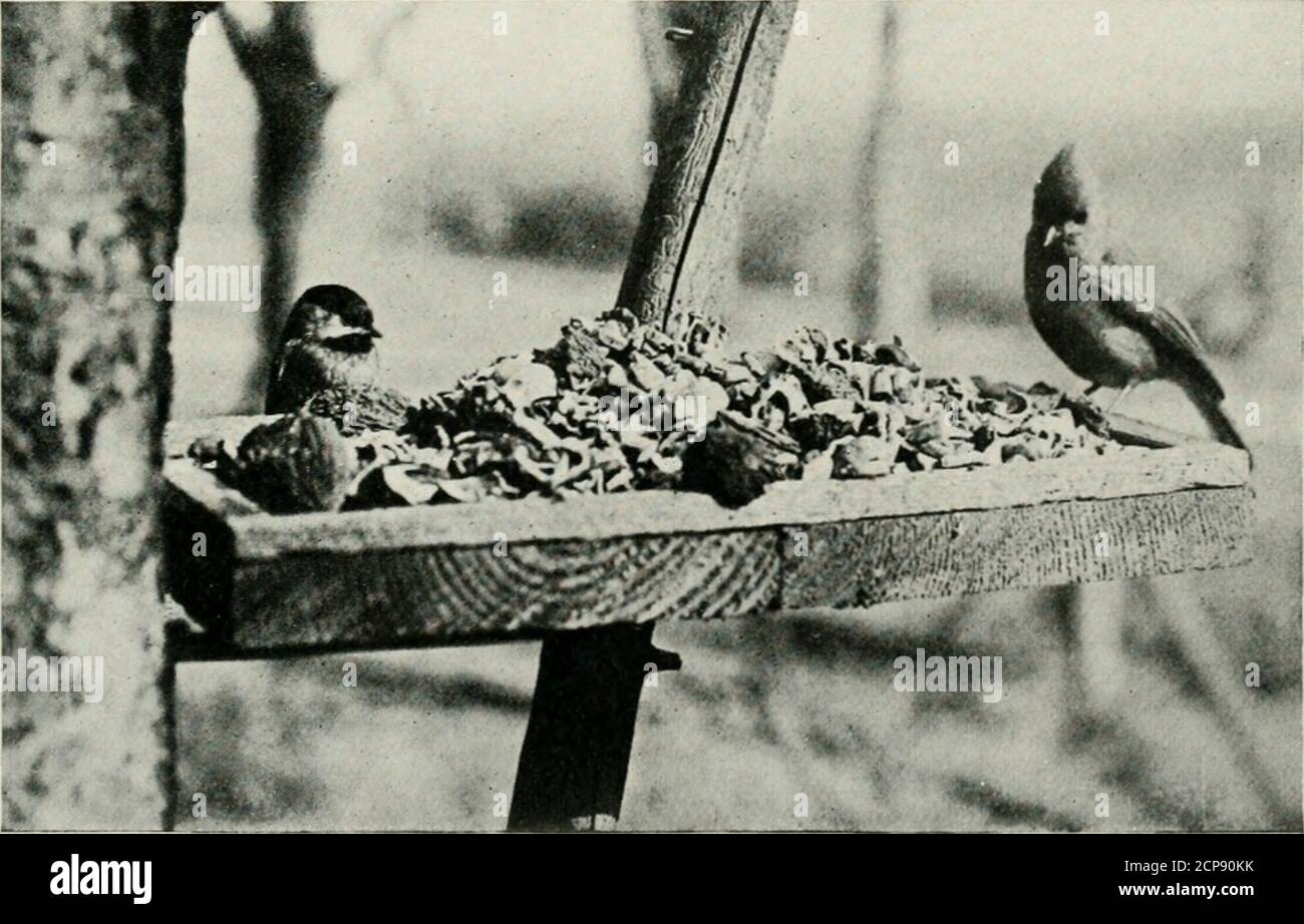 . Bird-lore . gon Junco, Brewers Blackbird, Western Robin, VariedThrush, Red-Shafted Flicker, HarrissWoodpecker, Northwestern Redwing, Tovvnsends Sparrow. Ich hatte so viele wie vier von thesevarieties Fütterung auf einmal: Rusty SongSparrows, Oregon Juncos, Variated Thrushes, und Western Robins, und, zu einer anderen Zeit, Oregon Towhees, Oregon Juncos, VariedThrushes, und Western Robins. Die Juncos sind die ersten und häufigsten Besucher. Sie schwärmen ziemlich über den Tisch, von fünfundzwanzig bis zu einem Hundertköpfigen warten oft auf ihre Reihe. Stadt-sendet Sperlinge sind sehr schüchtern, seldommore als zwei oder drei zu besuchen Stockfoto