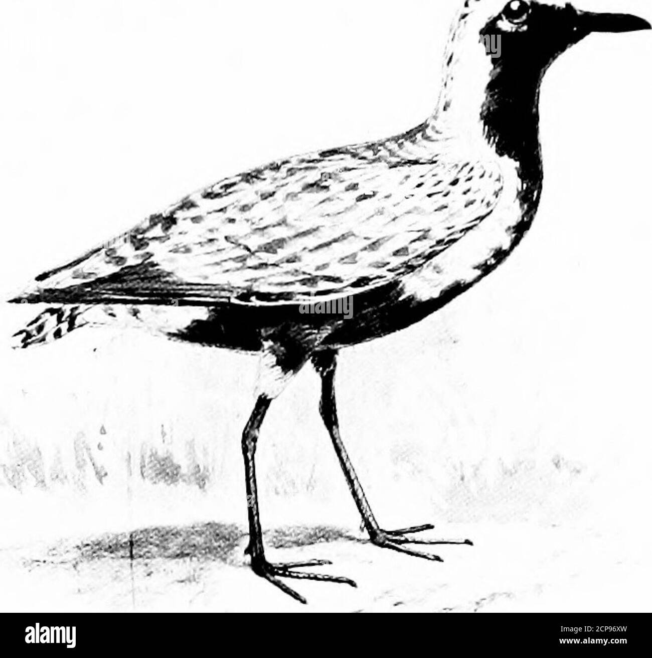 . Jagd und Angeln in Florida, einschließlich eines Schlüssels für die Wasservögel bekannt, in dem Staat auftreten. Familie CHARADRIIDvE. Plover. Gattung CHARADRIUS Linn.Untergattung SQUATAROLA CUV. CHARADRIUS SQUATAROLA {Linn.).Schwarz^bauchige Globe. Beetle Head. Erwachsenes Männchen in Su7nmer : Oberteile rauchig schwarz; Federn mit stumpfem Weiß umrandet; Brustschwarz außer im höchsten Gefieder, mit Spuren von weißlich auf den Federn; Abdomen und Unterschwanzdecken weiß; Stirn weiß; Axillaren rauchig schwarz. Erwachsene im Winter: Oberes Gefieder bräunlich mit Grau gesprenkelt; unter Teilen weiß; Brustpanzer und Seiten mit aschig braun gestreift; Stockfoto