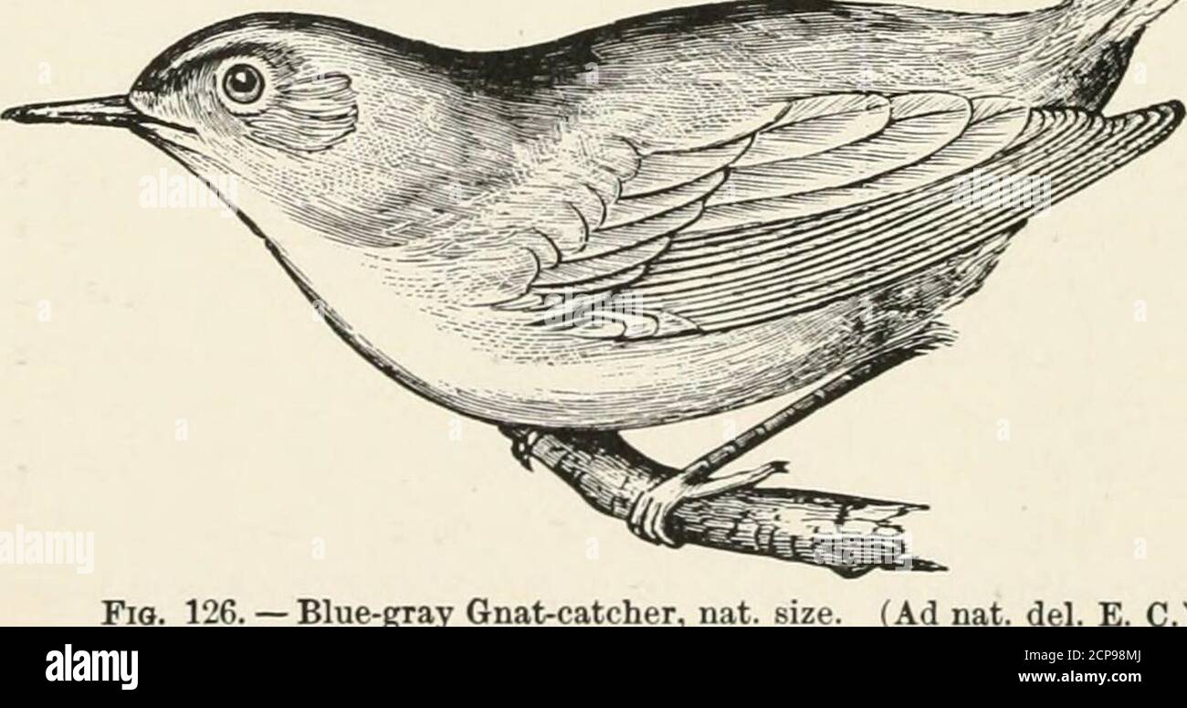 . Schlüssel zu nordamerikanischen Vögeln. Mit einer kurzen Darstellung aller lebenden und fossilen Vogelarten, die derzeit vom Kontinent nördlich der mexikanischen und US-amerikanischen Grenze bekannt sind, einschließlich Grönland und Niederkalifornien, mit denen die Allgemeine Ornithologie, eine Übersicht über die Struktur und Klassifizierung der Vögel, Und die Feldornithologie, das Handbuch des Sammelns, der Vorbereitung und der Erhaltung der Vögel . g S. nach Mittelamerika.Nest pensile oder nicht, von Moos, Haaren, Federn usw., ungefähr 4.50 im Durchmesser, auf hohen oder niedrigen Boughof eines Baumes, vorzugsweise immergrün; Eier 6-10, 0.50 X 0.40, whi Stockfoto . Schlüssel zu nordamerikanischen Vögeln. Mit einer kurzen Darstellung aller lebenden und fossilen Vogelarten, die derzeit vom Kontinent nördlich der mexikanischen und US-amerikanischen Grenze bekannt sind, einschließlich Grönland und Niederkalifornien, mit denen die Allgemeine Ornithologie, eine Übersicht über die Struktur und Klassifizierung der Vögel, Und die Feldornithologie, das Handbuch des Sammelns, der Vorbereitung und der Erhaltung der Vögel . g S. nach Mittelamerika.Nest pensile oder nicht, von Moos, Haaren, Federn usw., ungefähr 4.50 im Durchmesser, auf hohen oder niedrigen Boughof eines Baumes, vorzugsweise immergrün; Eier 6-10, 0.50 X 0.40, whi Stockfoto