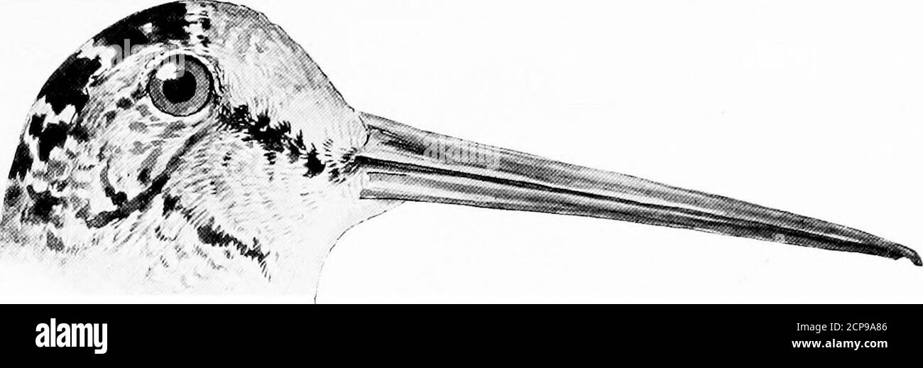 . Jagd und Fischerei in Florida, einschließlich eines Schlüssels für die Wasservögel bekannt, in den Zustand auftreten. Weiß; Schwanz Asche grau oder perlgrau; Bill schwarz; Beine rot im Leben. Der unreife Vogel hat die oberen Teile bräunlich; Federn mit weißlich umrandet; Flügel schwarz-ish, einige der Federn mit weiß umrandet; Flügeldecken umrandet mit Buff oder tawny braun; unter Teilen weiß mit schwarz und tawny braun gesprenkelt. Länge, 15.50 ; Flügel, 9 ; Schwanz, 3 ; Tarsus, 4.25 ; Bill, 2.70. Diese Art ist im gesamten tropischen Amerika verbreitet, gelegentlich im Mississippi Valley so weit nördlich wie Minnesota gefunden. Es ist acci Stockfoto