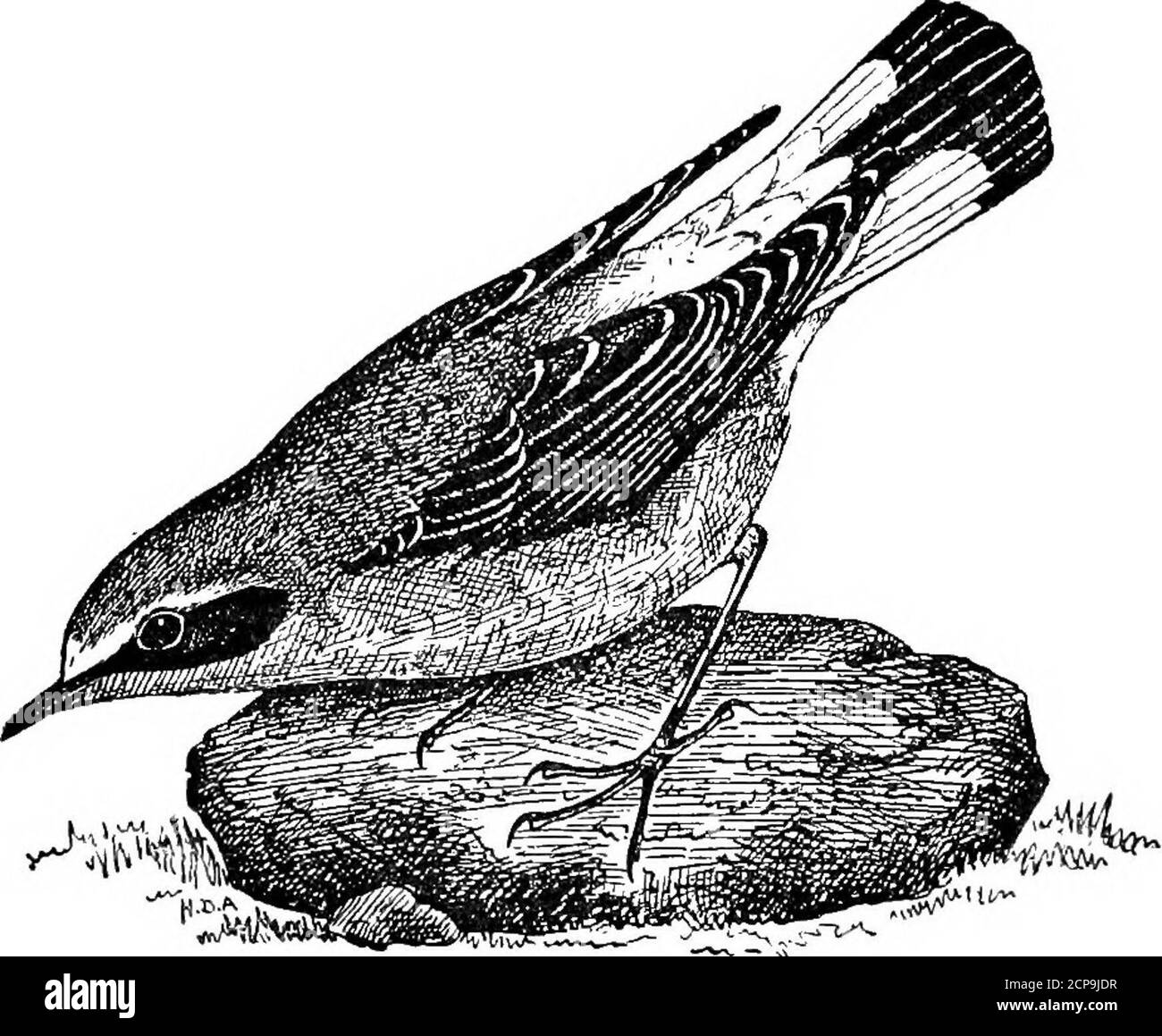 . Vogelbeobachtung . turbed so viele Partituren – vielleicht Hunderte – von ihnen, unter den requisiteconditions, wie ich Einheiten der anderen. Ich habe mich auch nach Wärtern und Kriegsrenern erkundigt und fand, dass ihre Erfahrung mit meiner übereinstimmt. Sie haben von dem Vogel gesprochen, der euch aerial in die Irre führt, während die Hensits auf dem Nest, und von beiden, die vor Schreien fliegen, nahe um euren Kopf, wenn die Jungen aufgehen, welche Aussagen ich oft bestätigt habe. Aber sie haben nie behauptet, einen Peewit über dem Boden wie mit einem gebrochenen Flügel, in der Art, wie es ist so ständig gesagt zu tun. Ich kann das nicht, deshalb Stockfoto