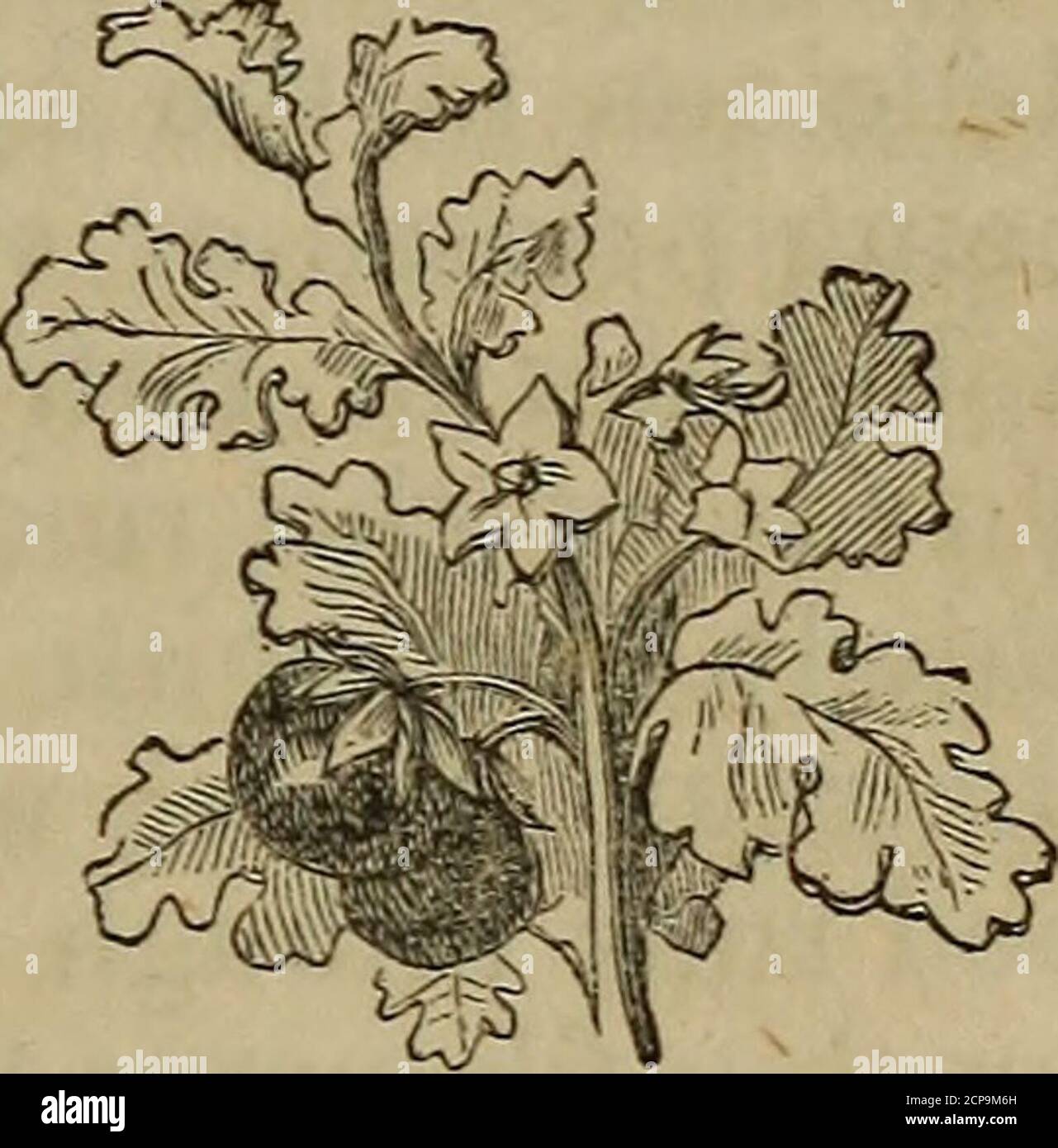 . Schrift Naturgeschichte: Mit einer Beschreibung der Vierfüßler, Vögel, Reptilien, Amphibien, Fische, Insekten, Weichtiere, Korallen, Pflanzen, Bäume, Edelsteine und Metalle, in der Heiligen Schrift erwähnt. Eine große Quantitydes Honigs, und aus diesem Grund werden sie in Südamerika von den summenden Vögeln besucht, Die sollen auf den nektaräischen Säften der Blumen leben. Es ist ein Anativ Ägyptens und, in besseren Zeiten, Palästinas. ÄPFEL OP SODOM. Die Bibel spricht nur von der Rebe von Sodom, andthat metaphorisch, in Deut. XXXII. 32; aber, asSodom steht so auffällig inSchrift Stockfoto