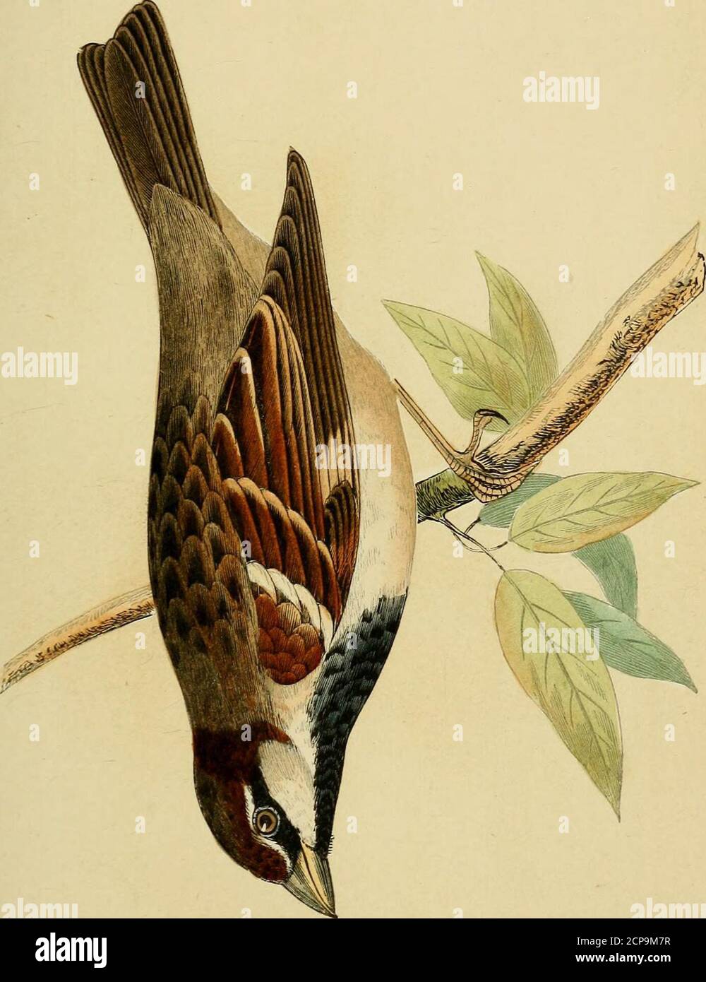 . Eine Geschichte der Vögel Europas, nicht auf den Britischen Inseln beobachtet. , f. 1, aber keine gute Figur; Gould, B. von E., pi. 186. 128 GRANIVOILE. Familie FRINGILLIDJE. (Bonaparte.) Genus Passer. (BRISSON.J ITALIENISCHER HAUSSPERLING. Passer domesticus cisalpinus. Passer domesticus cisalpinus, Schlegel. Var. B, Keyserling und Blasius. Kursiv, Bonaparte. Italicus, Degland. Fringilla cisalpina, Temminck. Pyrgita Italics, Vieillot. Moineau cisalpin, der Franzosen. Italienischer Haussperling, der Deutschen. Passera reale, Savi. Capannaja, Stor. Zeichen der Variation. – Zurück, hell kieselig und schwarz; oben o Stockfoto