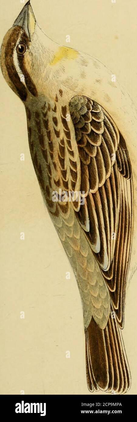 . Eine Geschichte der Vögel Europas, die nicht auf den Britischen Inseln beobachtet wurden. Erbsen Fauna, alle Exemplare, die unter seine Notiz gefallen sind, wurden in Asien capturedin. l:.M) GRANIVOIUE. Familie FRINGILLIDJE. (Bonaparte.) Genus Passer. ( Brisson.J Generic Characters. – Schnabel kurz, leicht konvex, und kurvedat an der Spitze, der Rand des oberen Unterkiefers leicht überschlagen die untere. Flügel mittelgroß, die zweite PrimärDie längste. Tarsi fast so lang wie die mittlere Zehe; klatschig und gebogen; Schwanz fast quadratisch und von mittlerer Größe. EOCK SPAREOW. Passer Petronia. Passant Petronia, sylvestris, fring Stockfoto