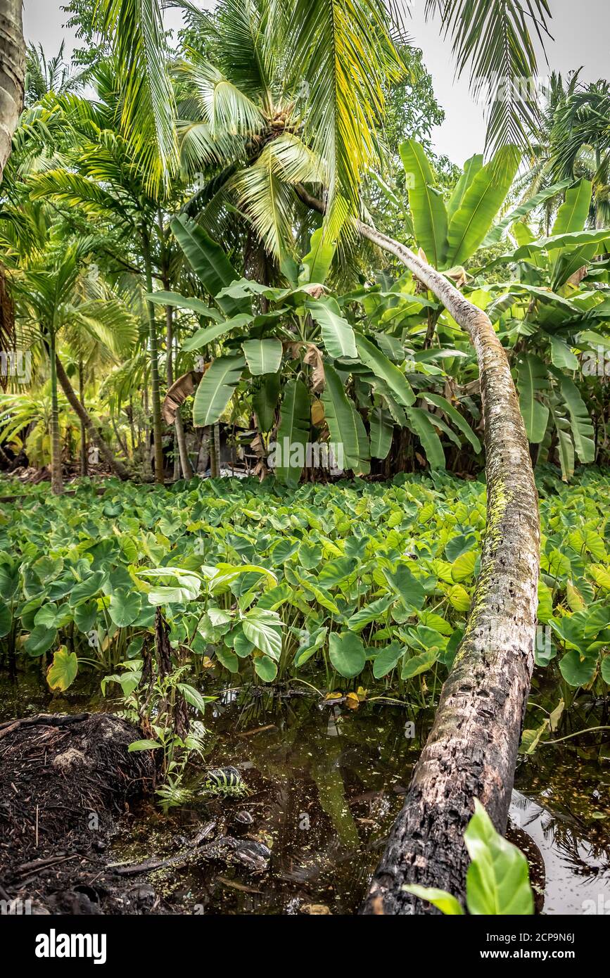 Eine geschwungene Palme lehnt sich über einen Sumpf in einem Regenwald auf der Insel Malediven Stockfoto