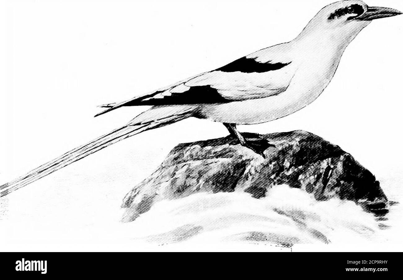 . Jagd und Angeln in Florida, einschließlich eines Schlüssels für die Wasservögel bekannt, in dem Staat auftreten. OCEANITES OCEANICUS {Kuhl).Wilsons Petrel. Mutter Garys Huhn. A dult: G erales Gefieder dunkelbraun; Flügel bedeckt mit hellbraun umrandet; Teil des Oberschwanzes bedeckt weiß; Schwanz schwarz; Schnabel schwarz; Beine und Füße schwarz; gelbe Flecken auf den Netzen zwischen den Zehen. Länge, 7 ; Flügel, 5.60; Schwanz, 2.45 ; Tarsus, 1.25 ; Bill, .60. Im Sommer vor der Atlantikküste verbreitet. Sie erstreckt sich über den Nord- und Südatlantik und den Südlichen Ozean. (a.o.) Gattung CYMODROMA Ridgway. CYMODROMA QRALLARIA {VieilL). W Stockfoto