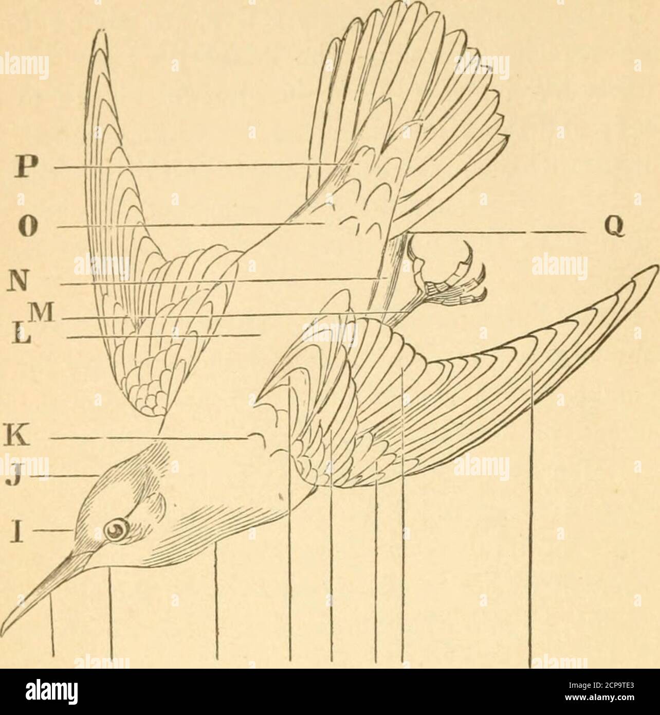 . Unsere eigenen Vögel : eine vertraute Naturgeschichte der Vögel der Vereinigten Staaten . oder Usto machen, die kann nicht anders als von Nutzen für den Youngstudent der Ornithologie sein. Wie wunderbar ist die Form eines Vogels an das Element angepasst, in dem er sich bewegen soll! Wir nehmen wahr, dass der allgemeine Umriss seines Körpers boat geformt ist, als mostconsistent mit einer schnellen Bewegung durch die Luft. Theskeleton ist bewundernswert gebildet, sowohl in Bezug auf Stärke und Auftrieb, viele der größeren Knochen sind Hol-niedrig, und gefüllt mit Luft statt Mark. In der Entwicklung der Muskeln sehen wir auch Kompaktheit kombiniert mit Prodig Stockfoto