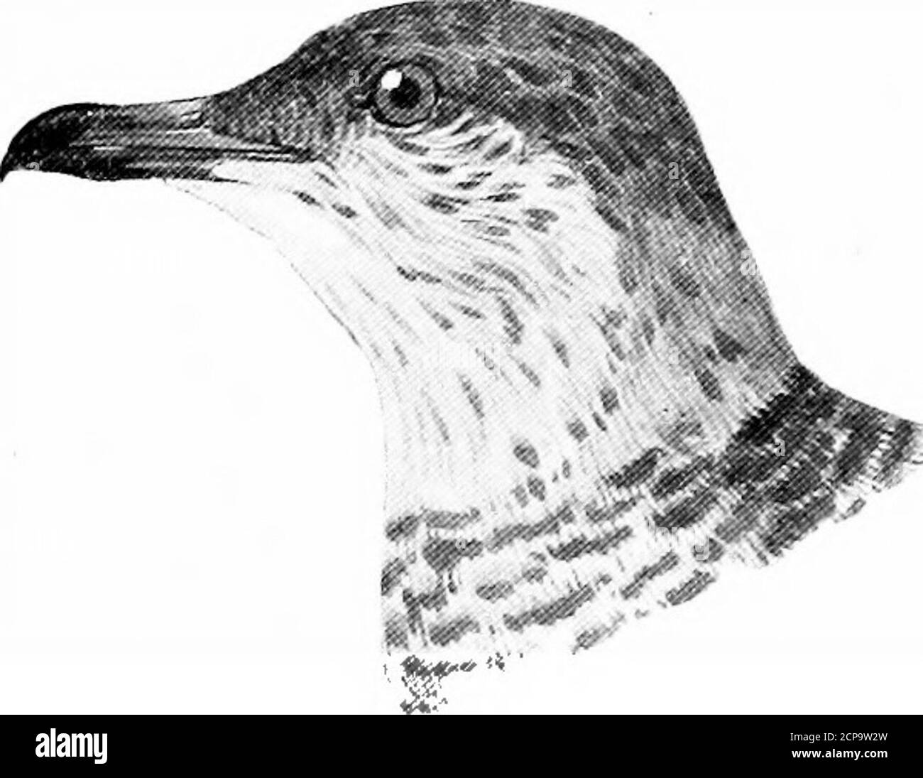 . Jagd und Angeln in Florida, einschließlich eines Schlüssels für die Wasservögel bekannt, in dem Staat auftreten. Stercorarius parasiticus (Erwachsene). Stercorarius parasiticus (unreif). STERCORARIUS LONQICAUDUS Vieill.Long=Seeschwanz. Länge von der Basis des Hakens am Ende des oberen Unterkiefers (unguis) bis zu den frontalen Federn weniger von unguis bis zur Spitze des oberen Unterkiefers; tarsus blau in frisch getöteten Exemplaren, füßschwarz. Erwachsene; über schief grau; Oberseite und Seiten des Kopfes matt schwarz; Seiten des Kopfes und neckbale gelb; unter Teilen dunkel Schiefer Farbe; Brust und Oberbauch weißlich. I?nmatui-e : ähnelt dem p Stockfoto