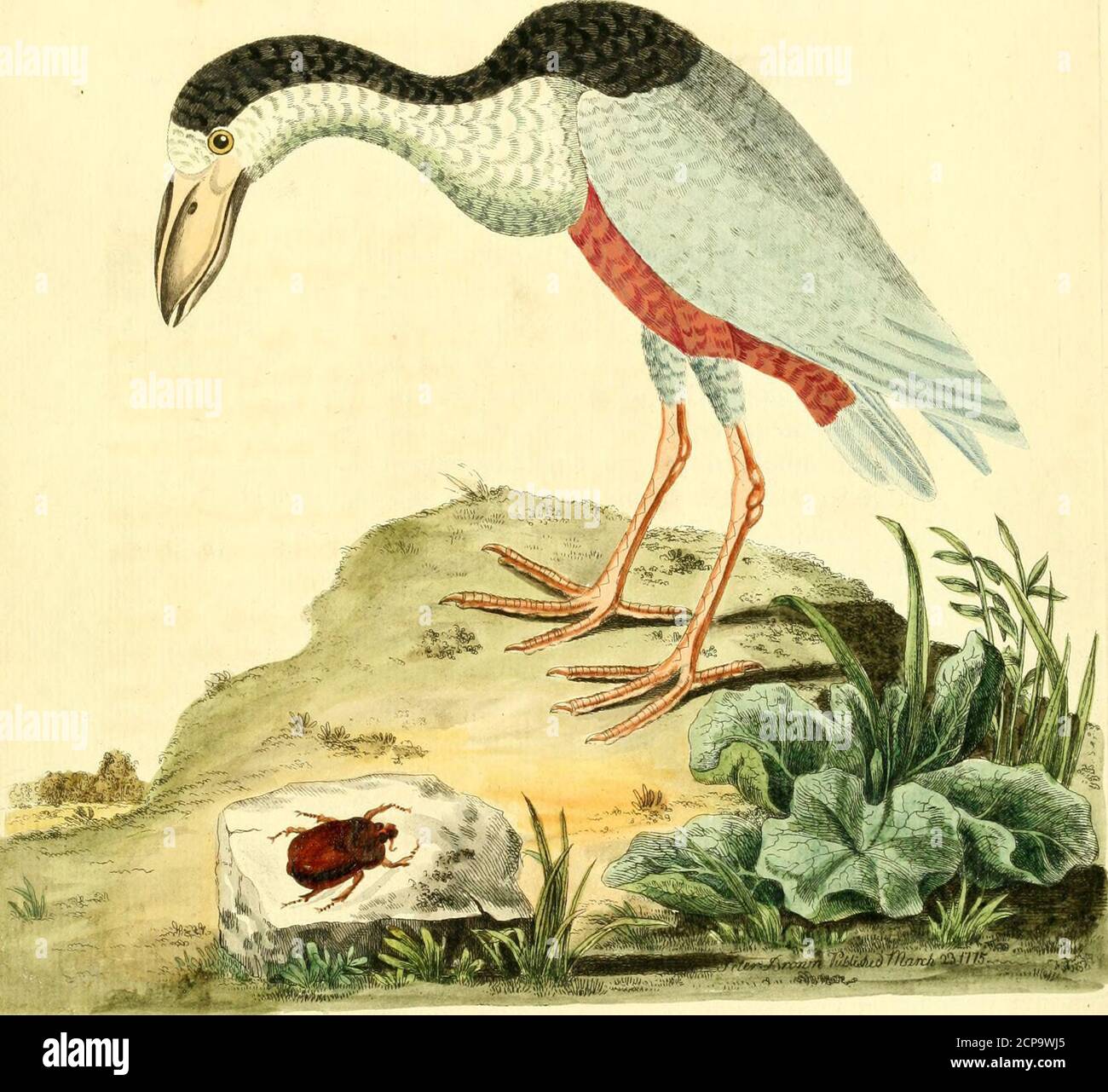 . Nouvelles illustrations de zoologie : contenant cinquante planches enlumineés d'oiseaux curieux, et qui non etés jamais descrits, et quelques de quadrupedes, de reptiles et d'insectes, avec de courtes descriptions systematiques . [ 92 1 PLATTE XXXVI. DIE BOOT-RECHNUNG. GATTUNG CANCROMA, LIN. SYST. 233.BOOT-BILL, STIFT. GEN. VÖGEL, 61. GRÖSSE, SCHNABEL, NASENLÖCHER, FRONT, KECK, BEWOHNT von einer Krähe. Breit, depreffed, erweitert, fharfe an der Spitze, entlang der Spitze geriffelt oder kariniert. Eiskiert, fmall. Weiß; Krone, Hinterteil des Halses, undder Anfang des Rückens schwarz, die Rücklage des RÜCKENS, FLÜGEL, und Schwanz, Licht Cine Stockfoto