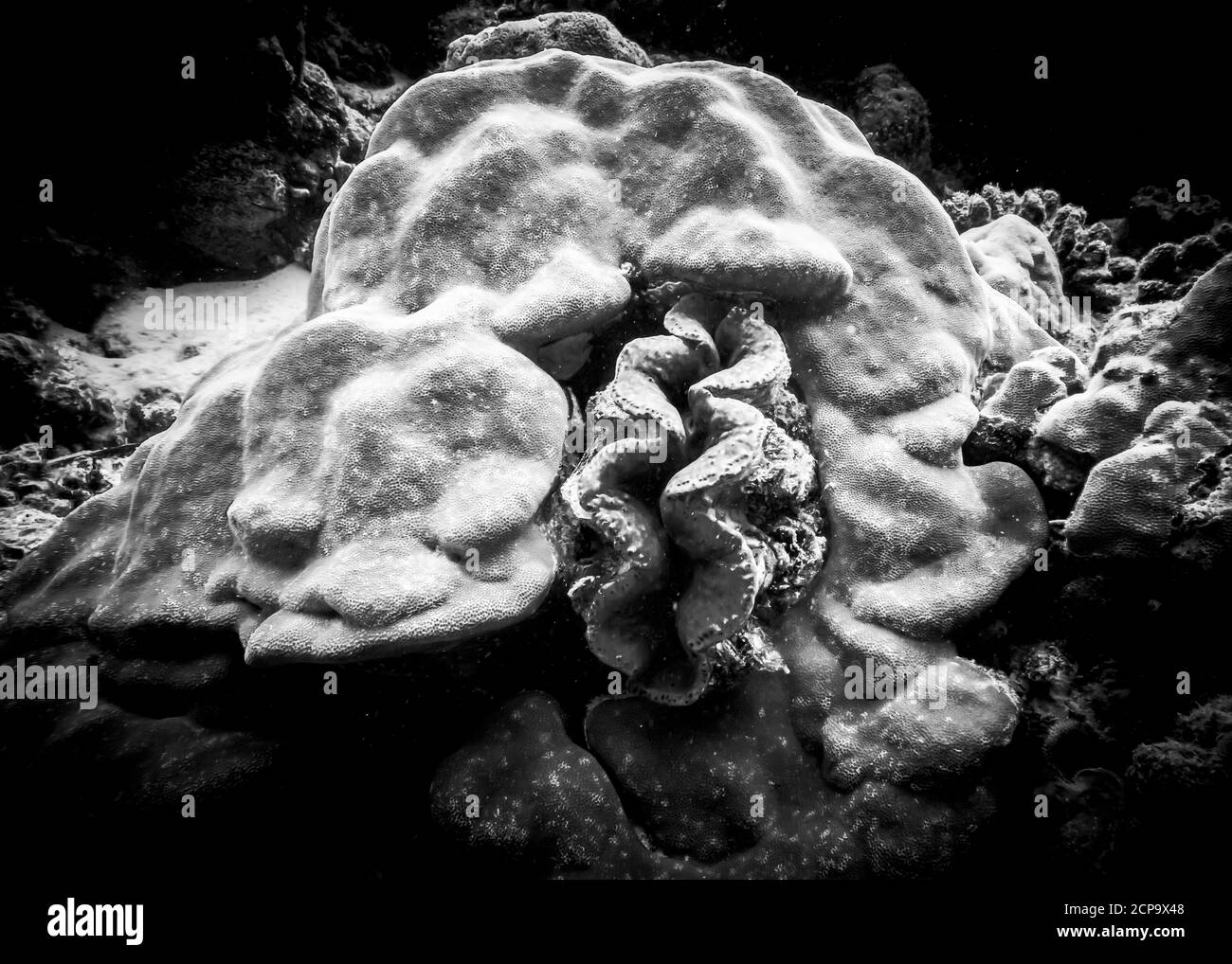 Die glatten Linien des Meeresschwamms und der Meeresmuschel, die in ihm auf dem Grund des Indischen Ozeans gewachsen ist. Foto in Schwarzweiß. Stockfoto