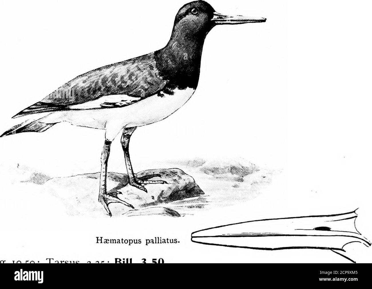 . Jagd und Angeln in Florida, einschließlich eines Schlüssels für die Wasservögel bekannt, in dem Staat auftreten. Arenaria interpres. Länge, 8.60; Flügel, 5.70; Schwanz, 2.60; Tarsus, i; Bill, .95. Arenaria interpres. Turnstone. Siehe Seite 296 Familie HyEMATOPODID^. Oyster-Catcher... Hxmatopus palliatus. Länge, 18.50; Flügel, 10.50; Tarsus, 2.35; Bill, 3.50. Kopf, Hals und Rücken schwarz; Unterteile weiß; Heematopus palliatus (Schnabel), Schnabel orange rot im Winter, tiefrot im Sommer. Haematopus palliatus. Oyster-Catcher. SIEHE SEITE 296 SCHLÜSSEL ZU DEN WASSERVÖGELN VON FLORIDA. 185 PYGOPODES BESTELLEN. Diving Birds. Fa:mily PODICIP Stockfoto