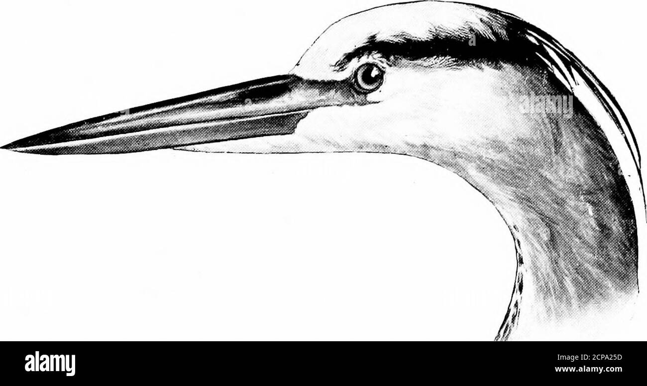 . Jagd und Angeln in Florida, einschließlich eines Schlüssels für die Wasservögel bekannt, in dem Staat auftreten. Tantalus-Lokulator. Länge, 41; Flügel, 1S.50; Tarsus, 8.20; Bill, g.20.Gefieder weiß; Kopf und Hals ohne Federsin Erwachsener. Tantalus-Lokulator. Wood Ibis. Siehe Seite 246 Schlüssel zu den Wasservögeln von florida. 169 Familie ARDEIDyE. Reiher und Bitterns.. Ardca herodias. Gefieder fast oder ganz weiß. Länge, 18.50; Flügel, 8.50; Tarsus, 6.40; Bill, ■.Gefieder   weiß; Schnabel gelb; Beine grüngelb. Ardea occidentalis. Großer Weißer Reiher. Siehe Seite 249 Stockfoto