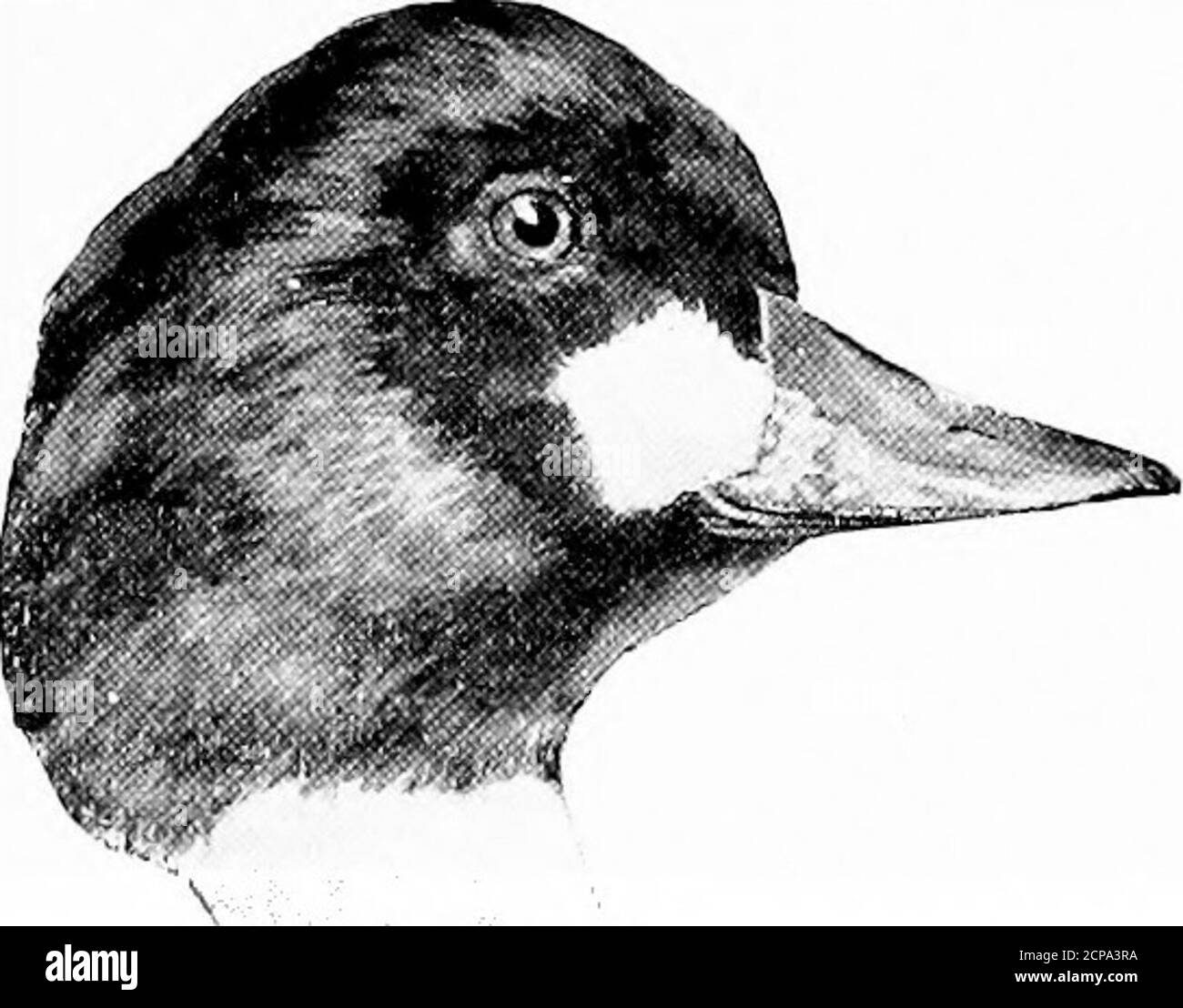 . Jagd und Angeln in Florida, einschließlich eines Schlüssels für die Wasservögel bekannt, in dem Staat auftreten. Kopfschwarz mit Grün getuscht; Rücken grau; specu=lum weiß. Länge, 17; Flügel, 8.10; Tarsus, 1.50: Bill, 1.80.ähnlich der vorhergehenden Art, von der sie sich nur dadurch unterscheidet, dass sie etwas kleiner ist; Kopf schwarzmit purpurem Glanz; Speculum weiß. Aythya americana (malej. Rotkopfente. Siehe Seite 21G Aythya americana (weiblich).Rotkopfente. Siehe Seite 22C Aythya marila nearctica (männlich).große Scaup-Ente.Blaubill. Siehe i^age 228 Aythya affinis (männlich).Lesser Scaup Duck.Bluebill, siehe Seite 229 SCHLÜSSEL ZU THK WASSER Stockfoto