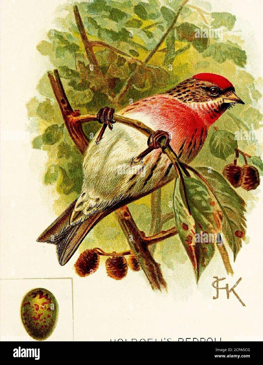 . Ein Kapitel über Vögel : seltene britische Vögel . HOLBOELLS-ROTPOLL. (Cannabina holboelli.) DIES ist eine große Form der Mealy Redpoll, und hat sicherlich in diesem Land aufgetreten, wie zwei Exemplare sind im BritishMuseum, in der Nähe von Norwich im Monat Januar beschafft. Sie besucht uns wahrscheinlich öfter als vermutet, denn unser Freund Herr Chernel hat in Ungarn viele Exemplare verbargen. Die Heimat der Art ist in Skandinavien, von wo aus ihr Gebiet bis nach Ostsibirien reicht. Es ist wie ein MealyRedpoll, und hat den unteren Rücken und bump weiß, mit braunen Streifen wie der Rücken, aber es ist größer, mit dem Bill Stockfoto