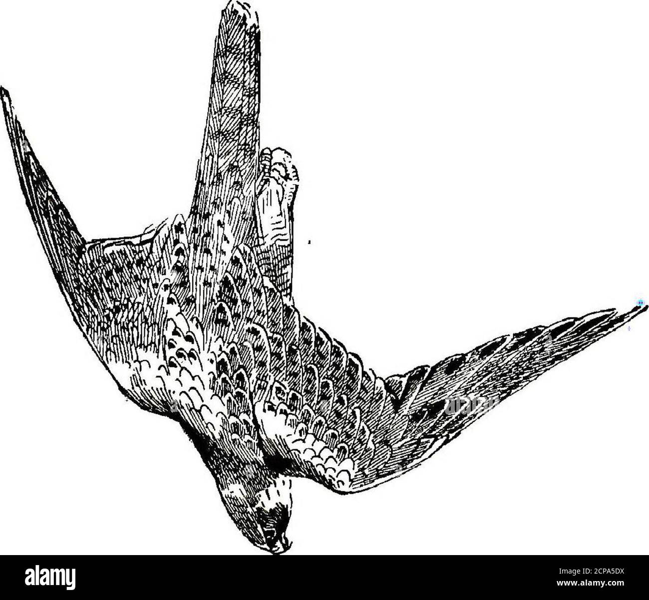 . Vögel im Flug . rward ? Warum fliegen sie nicht ganz abreast?man kann nicht sagen, aber sie tun nie. Einige müssen hier von den überraschenden Zahlen erwähnt werden, in denen Gänse, von einigen Arten, versammeln. Writingof the Brent Gans, in seinem Bird Life of the Borders, Herr AbelChapman – und es gibt nur wenige Männer, die schreiben können mit suchauthis über das Thema –^TEU US : Im Dunkeln erhebt sich die ganze Heerschar auf dem Flügel und macht sich auf das offene Meer; am Morgen kommen sie durch Kompanien und Bataillone herein, aber in der Nacht ziehen sie in einem festen Heer aus, und ein schöner Seufzer ist, ihren Weggang zu bezeugen. Das ganze h Stockfoto