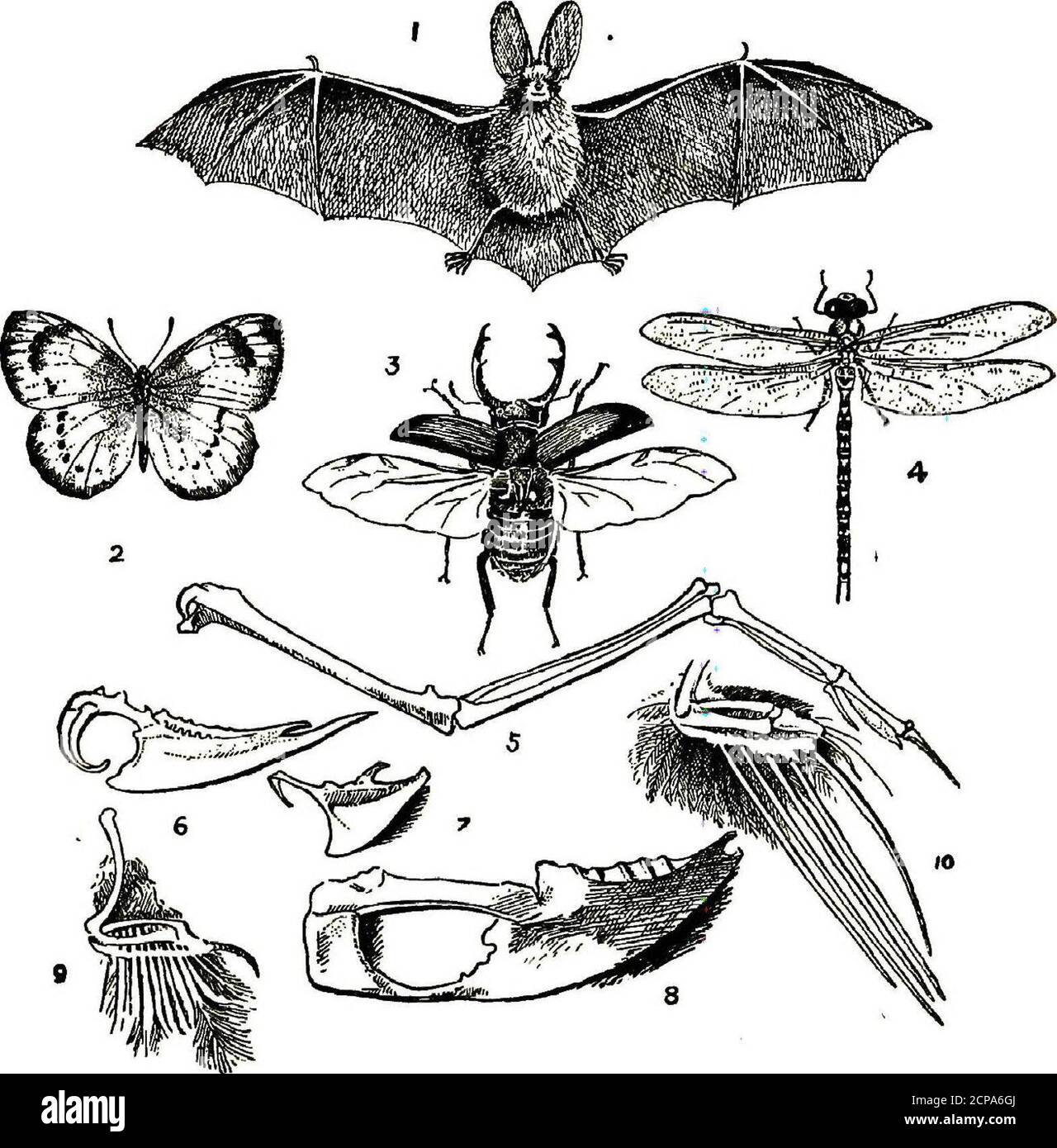 . Vögel im Flug . Kollektiv, denn es gibt mehrere Arten, aber alle haben thishabit von Tauchen aus einer Höhe. Während der Sommermonate kann man sich durchaus sicher sein, dieanmutige, leichte Flucht von mindestens drei Arten zu beobachten. Denn sie verfolgen das Meer, den Fluss und den See mit gleicher Unparteilichkeit. Wer zum ersten Mal auf der Suche nach Seeschwalben ist, wird sie leicht erkennen. Denn in erster Linie sehen sie aus wie Minia-ture Möwen, aber mit längeren und spitz zulaufenden Flügeln und gezackten Schwänzen. Darüber hinaus haben alle eine charakteristische schwarze Kappe.Sie reisen in kleinen Gruppen, als ob für com Stockfoto