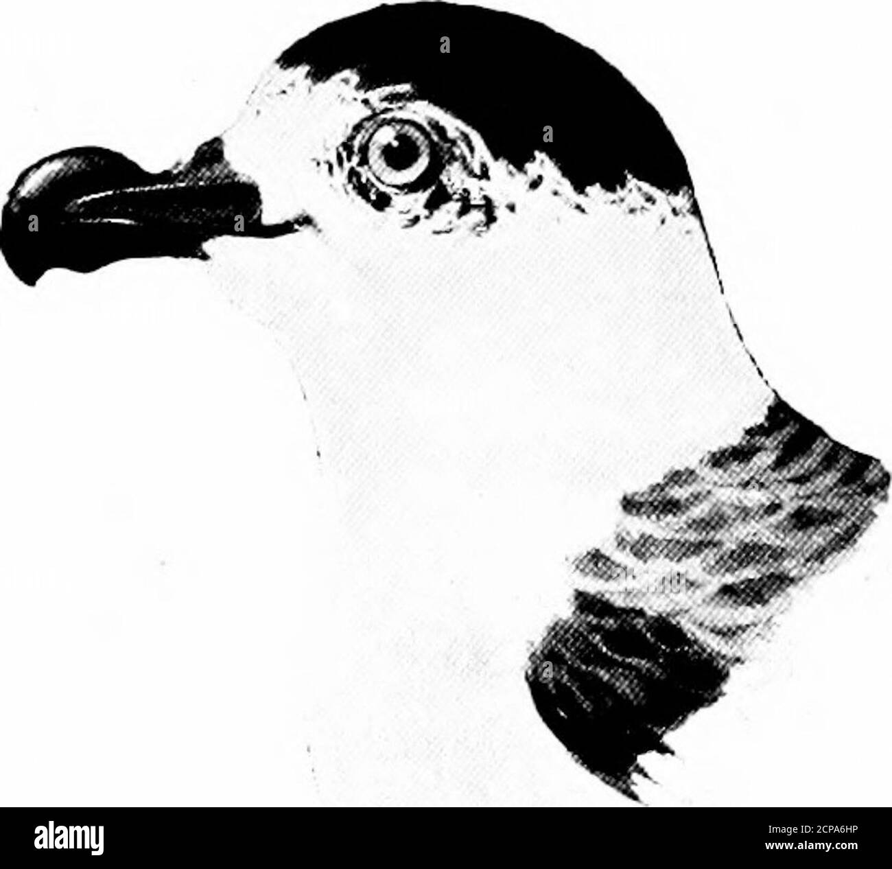 . Jagd und Angeln in Florida, einschließlich eines Schlüssels für die Wasservögel bekannt, in dem Staat auftreten. PuSinus major. Puffinus Major. Länge, 19.25; Flügel, 13.50; Schwanz, 5.75; Bill, 2.40; Tarsus, 2. Dunkelbraun oben, weiße Beneatli; knusprig dunkel; unter dem Schwanz bedeckt grau. Puflinus major. Großer Schiebewasser. SIEHE SEITE 201 SCHLÜSSEL ZU DEN WASSERVÖGELN VON FLORIDA. 149 Länge, 11,60; Flügel, 8; Bill, 1.20; Tarsus, 1.55.Oben braun; Unterteile weiß; Risse braun und weiß.. Puffinus auduboni.Audubons Shearwater. Siehe Seite 202 Stockfoto