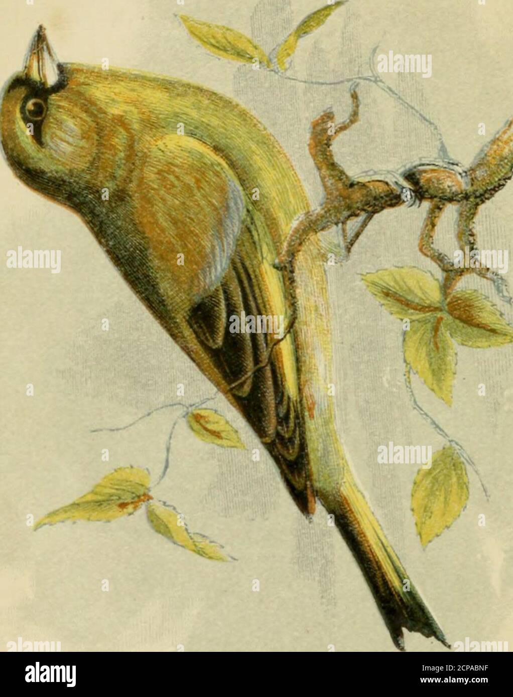 . Unsere einheimischen Songster . DIE GREENEINCK. 309 Linnet* {Coccothraustes cJiIoris), wliicli jeder, der wlio sehen kann, wird im April oder Mai im Ausland spazieren gehen. Dieser Fink wird auch Green-Bird genannt und ist der Verdier der Franzosen. Worte-Wert hat ein Gedicht an sie gerichtet: - auf yon Büschel von Haselbäumen, die funkeln, um die böige Brise, sehen ihn in Ekstasen perchd. Doch scheint noch zu schweben; dort, wo das Flattern seiner wingsUpon seinem Rücken und Körper flatternSchatten und Sommer glimmerings, die ihn überall bedecken. Mein geblendet Anblick der Vogel täuscht, EIN Bruder der tanzenden Blätter; dann flats und fr Stockfoto