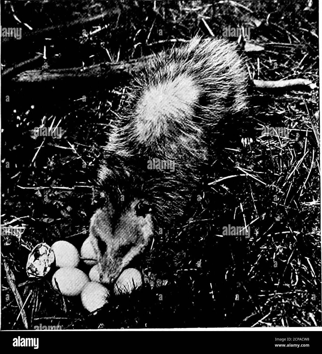 . Tier Schnappschüsse und wie gemacht . Opossums über seinen Platz unddass, wenn er entdeckte etwas von besonderen Interessensdie würde Sag Bescheid. Eines Morgens bekam ich die Worte, dass ein Opossum im Hühnerstall war. Camerain Hand Ich erreichte bald die Stelle und stellte fest, dass theopossum gerade ein komplettes Frühstück uponfresh Eier abgeschlossen hatte. Vom Hühnerstall in den Hof führte eine kleine Tür; ich konzentrierte mich darauf und öffnete sie. Das Opossum- kam langsam heraus, und als er in voller Sicht war, drückte ich die Birne, und der alte Räuber wurde genommen. In der nächsten Woche wurde ich wieder vom Farmer gerufen und dieses Mal fotografiere ich Stockfoto