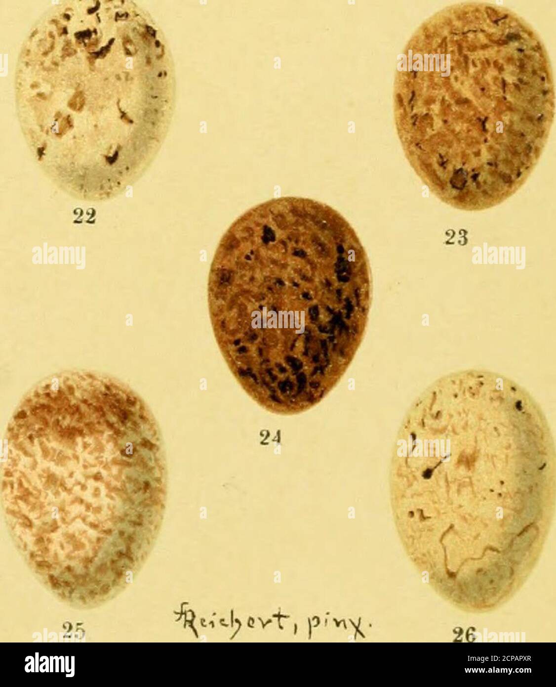 . Die Eier der europäischen Vögel . ... .,^ 15 ^-u. ^^^. 1 Kiefernhämmer, Emberiza leucocepliala S. G Gmel. 2-6 Reed Bunting, E. schoeniclus (L). 7 Rustikale Bunten, E. rustica Pall. 8-9 Gelbbrustbimpel, E. aureola Pall.10-11 Rotkopfbimpel, E. luteola Sparrm. 12-16 Schwarzer Haunting, E. melano-Cephala Scop. 17-21 Schneeammer, Passerina nivalis (L.). 22-26 Lappland-Haunerei, Calcarius lapponicus (L). 15 Stockfoto