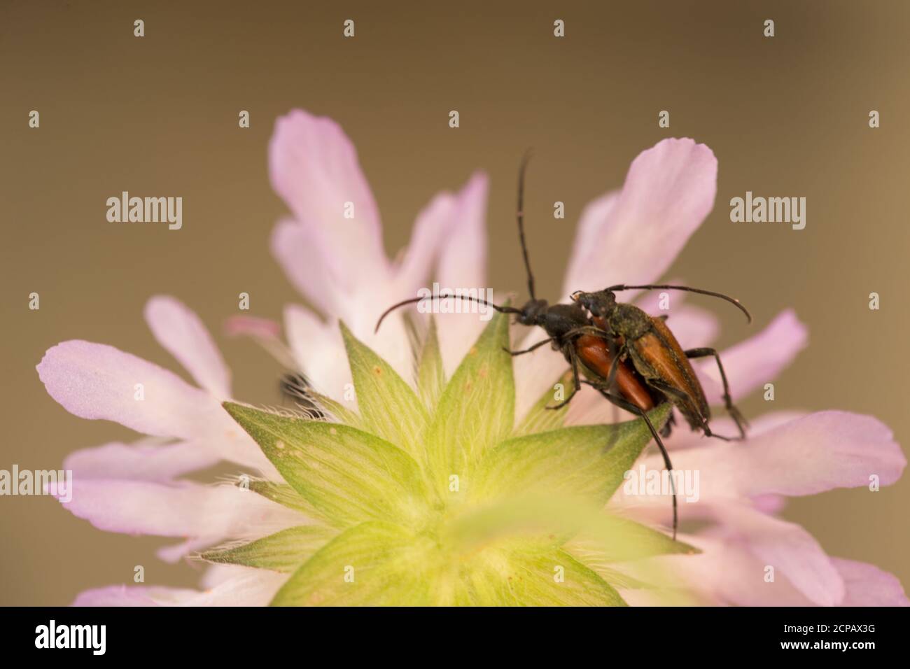 Überlappende Insekten auf Blütenblättern in Nahaufnahme Stockfoto