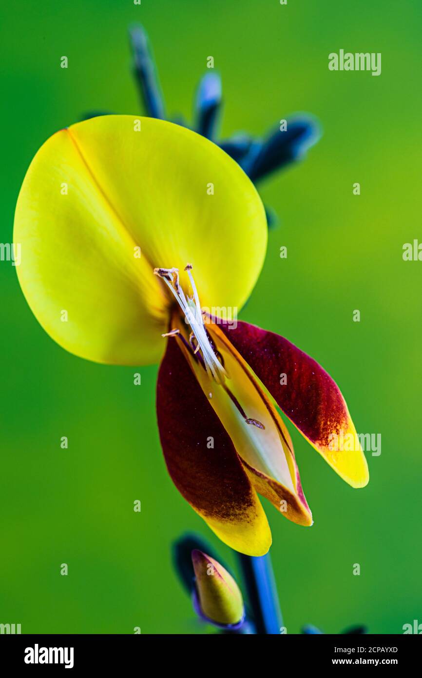 Noble Gorse / Besen-Gorse, Cytisus scoparius 'Red Wings', blühend Stockfoto