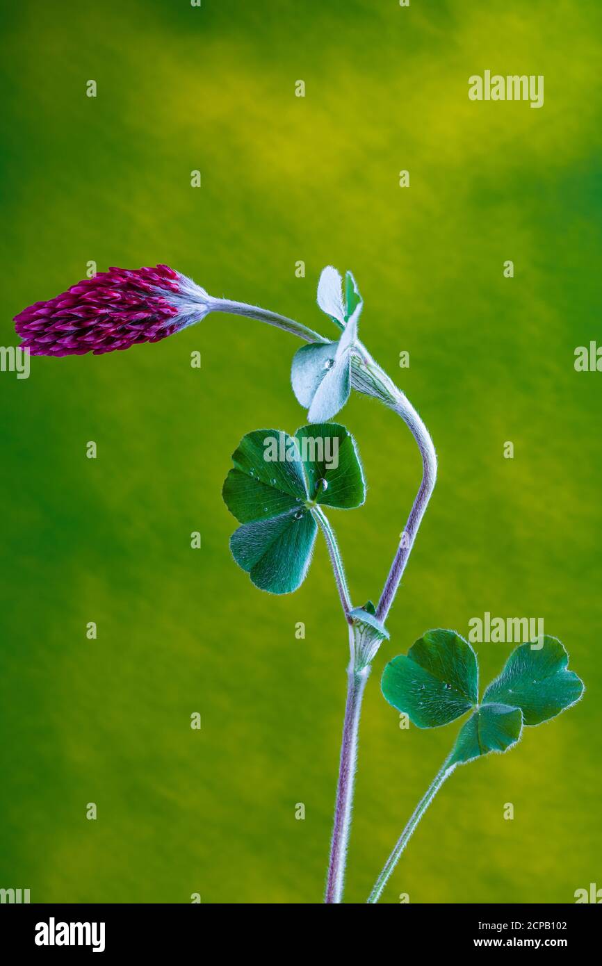 Purpurklee, Trifolium incarnatum, Blätter, Blüte Stockfoto