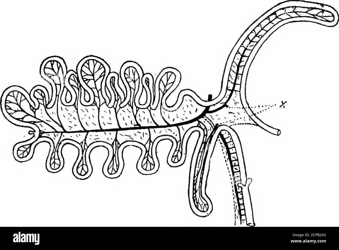 . Die Struktur und Klassifizierung der Vögel . Abb. 206. – Windpipe op Platalea ajaja (aptek Gaeob). A, traoliea; b, Bilurkation von Bronolii vor dem Sternum; r,b, l.b, brouohl; if, cssophagus«, Halsmuskeln. HEEODIONES 437 zur Bildung dieser Spiralen, die auch in den Accipitres gefunden werden. Die Windpipe in den Ibissen ist einfach, nicht verschlungen;. Fia. 207. - Eingeweide der Flatalea leucorodia (attee Mitchell).A:, kurzschlussdurchlaufiges Gefäß geteilt. Aber in Platalea leucorodia ist es verschlungen.^ bei diesem Vogel verläuft die Windpipe in einem geraden oder leicht gewundenen Verlauf Stockfoto