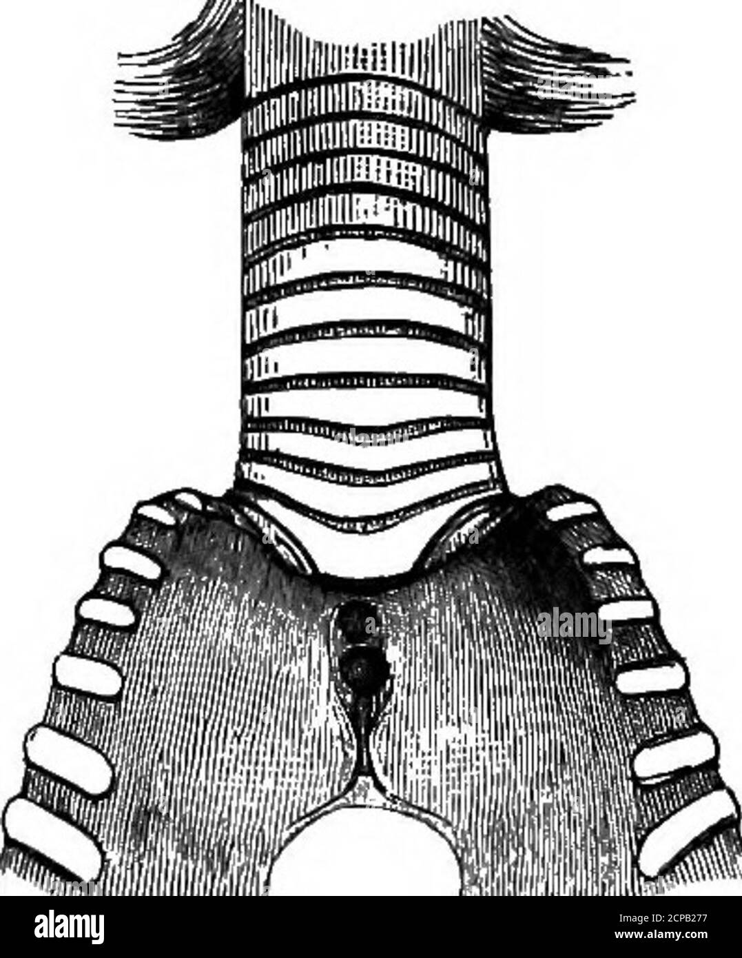 . Die Struktur und Klassifizierung der Vögel . s fuse4anteriorly mit den Wänden der.Schädel. Die Nasenlöcher werden von einem genau wie Scopus und Gancroma durchgehendem Groove fortgesetzt. In den palatinknochen ist die Verschmelzung der inneren Laminen zu einem Mediankiel hinter dem interparietalen Raum genau wie Scopus, also auch der laterale Winkel dieser Knochen (siehe S. 422). Zwischen der Furcula und der carina sterni besteht eine Firmsynostose. Die Halswirbel 7-13 haben, wie bei den meisten anderen Herodionen (außer dem vermeintlichen Verbündeten von BalcBniceps, Scopus), einen ventralen Katapophysialkanal. Die Familie Stockfoto