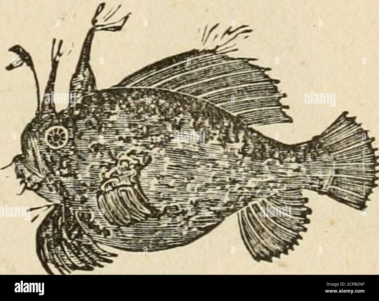 . Die Geschichte der Vögel : ihre Sorten und Merkwürdigkeiten, bestehend aus grafischen Beschreibungen von fast allen bekannten Vogelarten, mit Fischen und Insekten, die weltweit, und illustrieren ihre vielfältigen Gewohnheiten, Lebensweisen, und die Unterscheidung von Besonderheiten durch reizvolle Anekdoten und temperamentvolle Stiche . DER AXGLER, ODER ANGELN FROO- der Angler, oder Fischfrosch, wie es allgemein genannt wird, ist in allen europäischen Meeren nicht verbreitet. Die eigentümliche Bildung von itapectoral Flossen ermöglicht es, für einige Entfernung an Land zu kriechen. Auf seinem Kopf sind zwei längliche knöcherne Anhängsel, neugierig artiku-spät Stockfoto