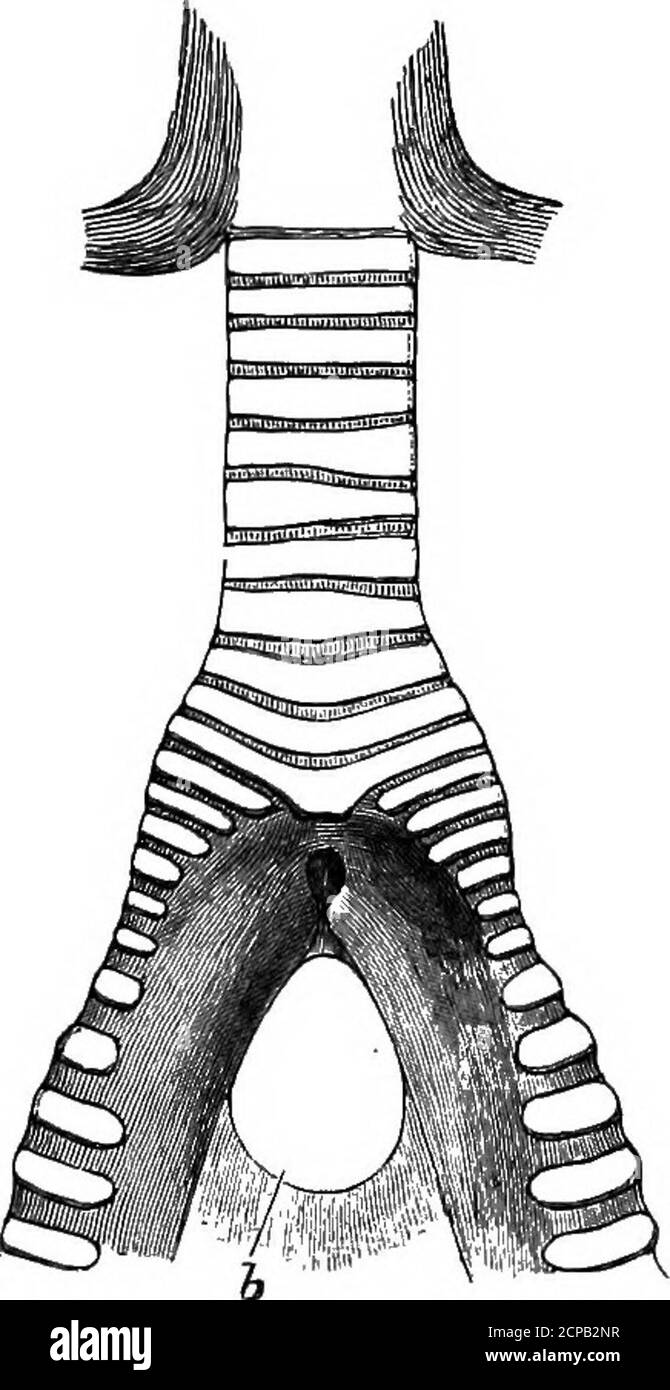 . Die Struktur und Klassifizierung der Vögel . Abb. 203. – Sykinx von Balceniceps. Fkdni-Ansicht. (Aftek Beddabd.) 6, freier Rand des Bronchidesmus. Abb. 204. – Das Gleiche. Rückansicht.(Afteb Beddabd.) die Kante der Weichteile liegt an mir.^ seine Pulverabstände wurden von Baetlett entdeckt.^ wie bei den Heronen ist auch der rechte Leberlappen der größte und die Cecumis einzeln. Die Syrinx (siehe Abb. 203-205) ist Ardein informieren, fehlt aber die intrinsischen Muskeln. Diese sind jedoch kein schwerer Fehler in. Blick auf die zugeständten Beziehungen zwischen den Steganopoden und Herodionen. Auf dem Osteolo Stockfoto